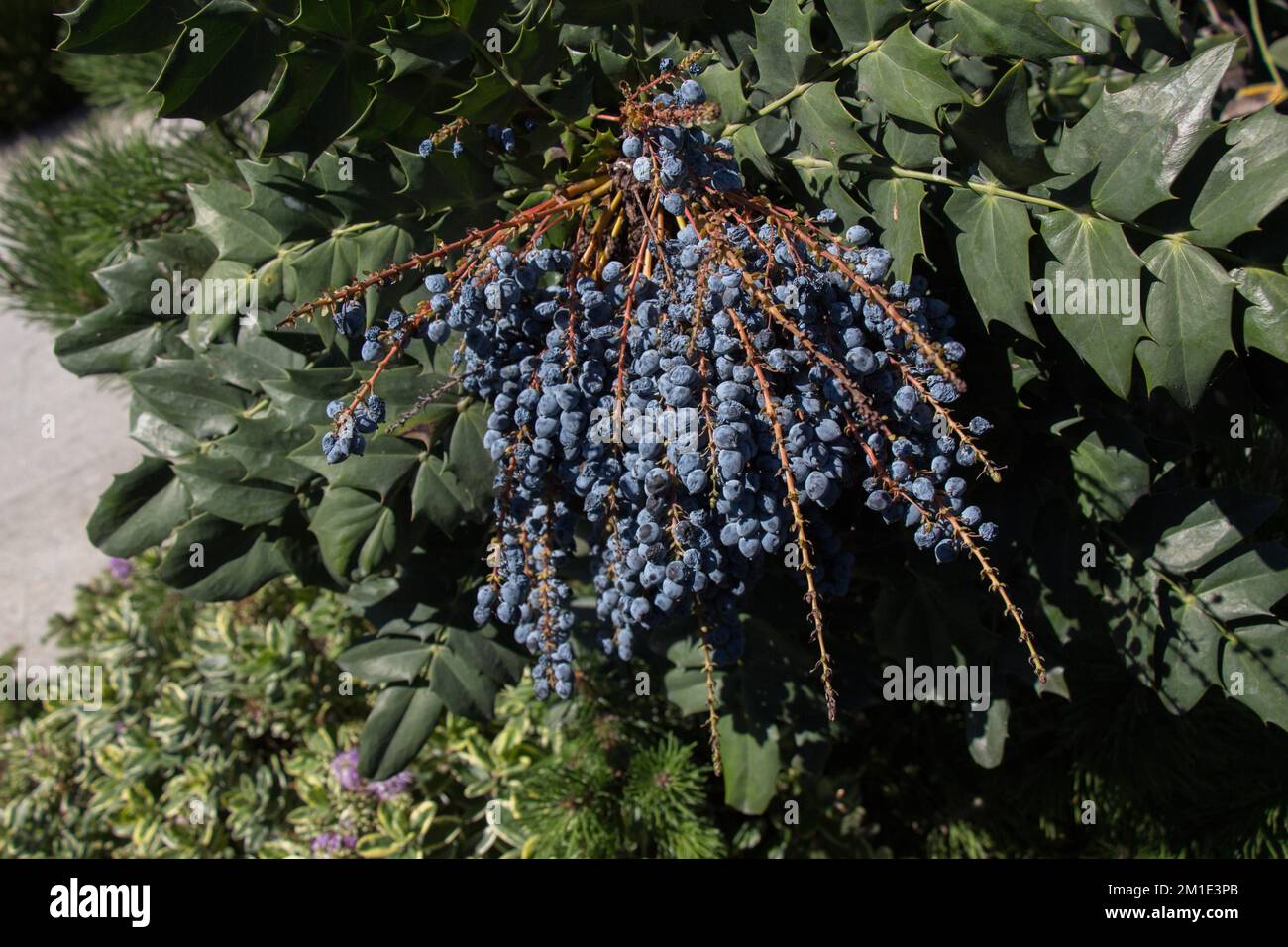 Frutti selvatici trovati nella struttura ad albero in natura Foto Stock