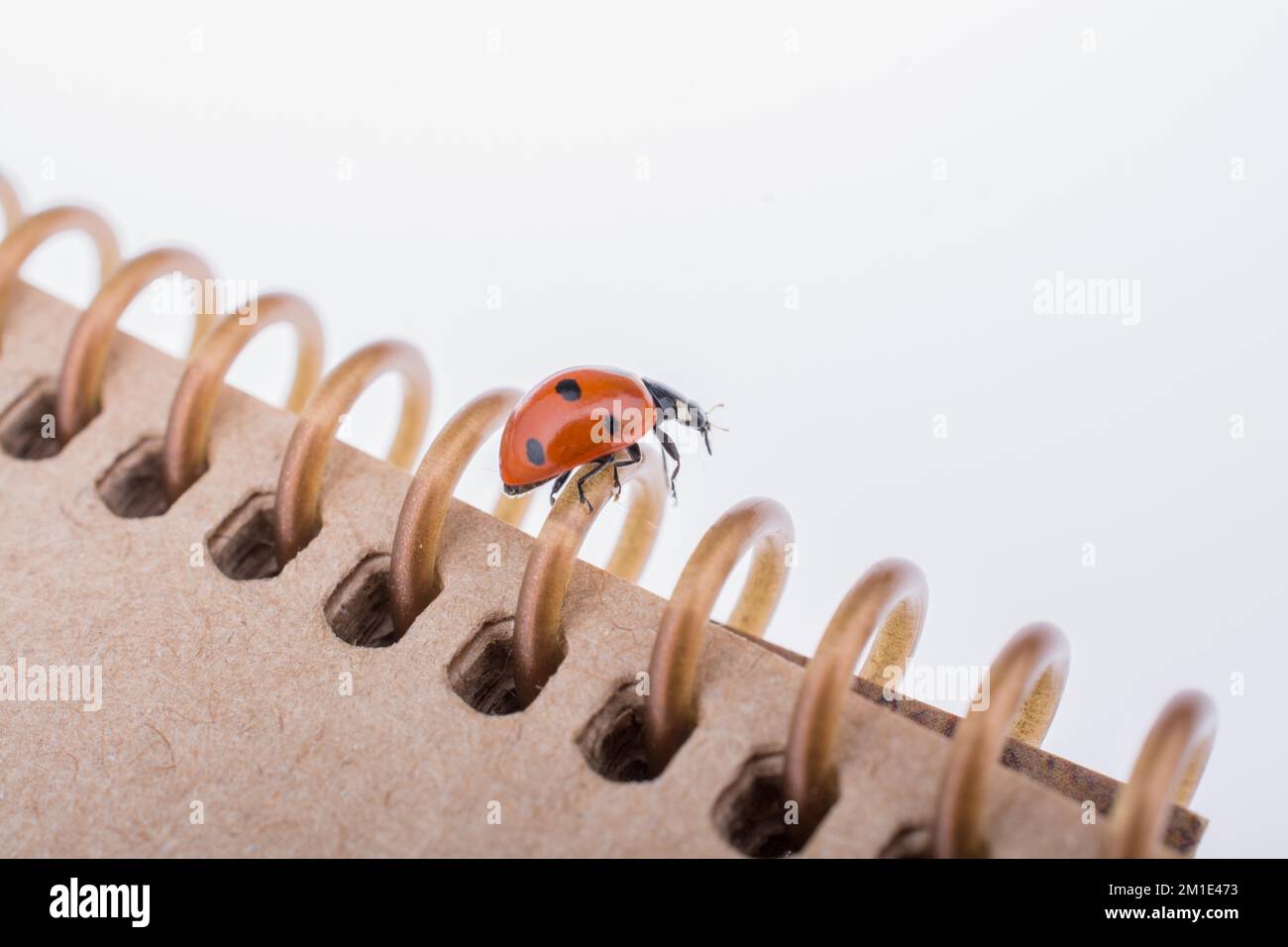 Bellissima foto di Red Ladybug camminando su un notebook Foto Stock