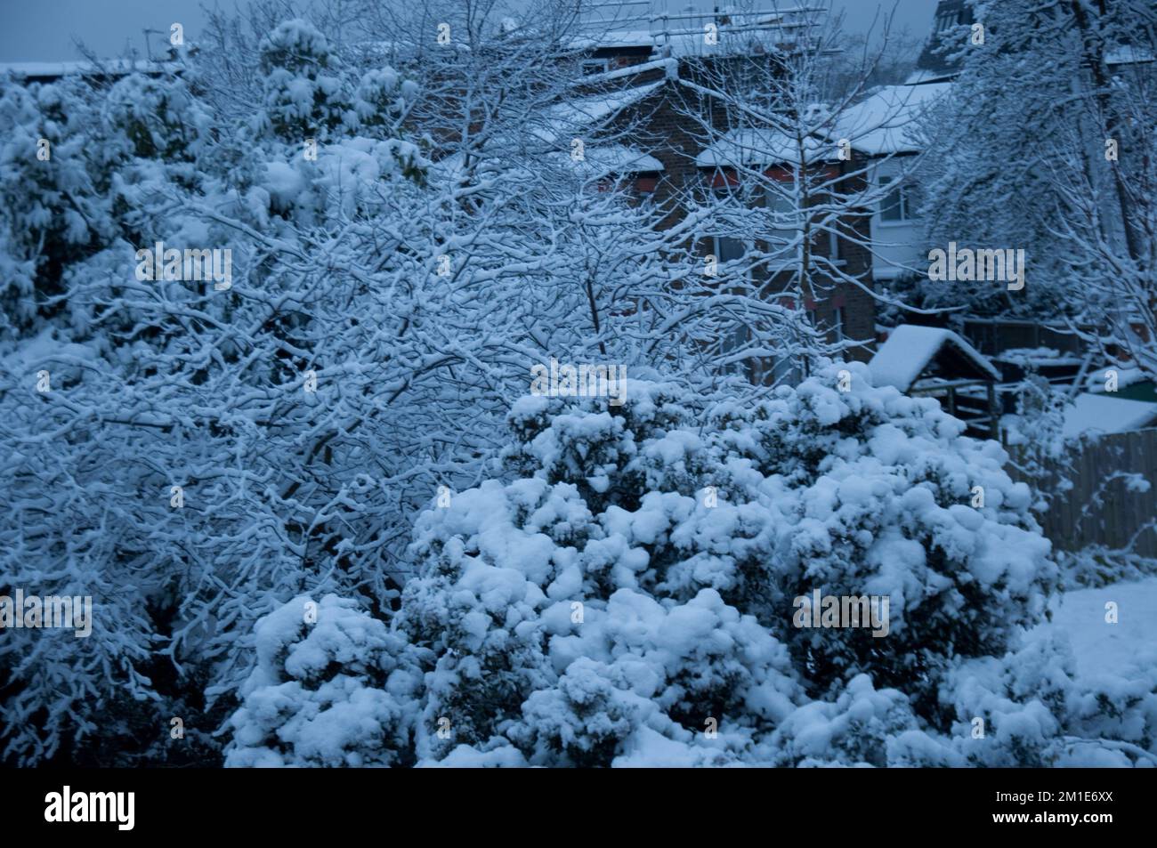 Neve a Londra - cespugli ricoperti di neve, giardini sul retro, Londra, Regno Unito Foto Stock