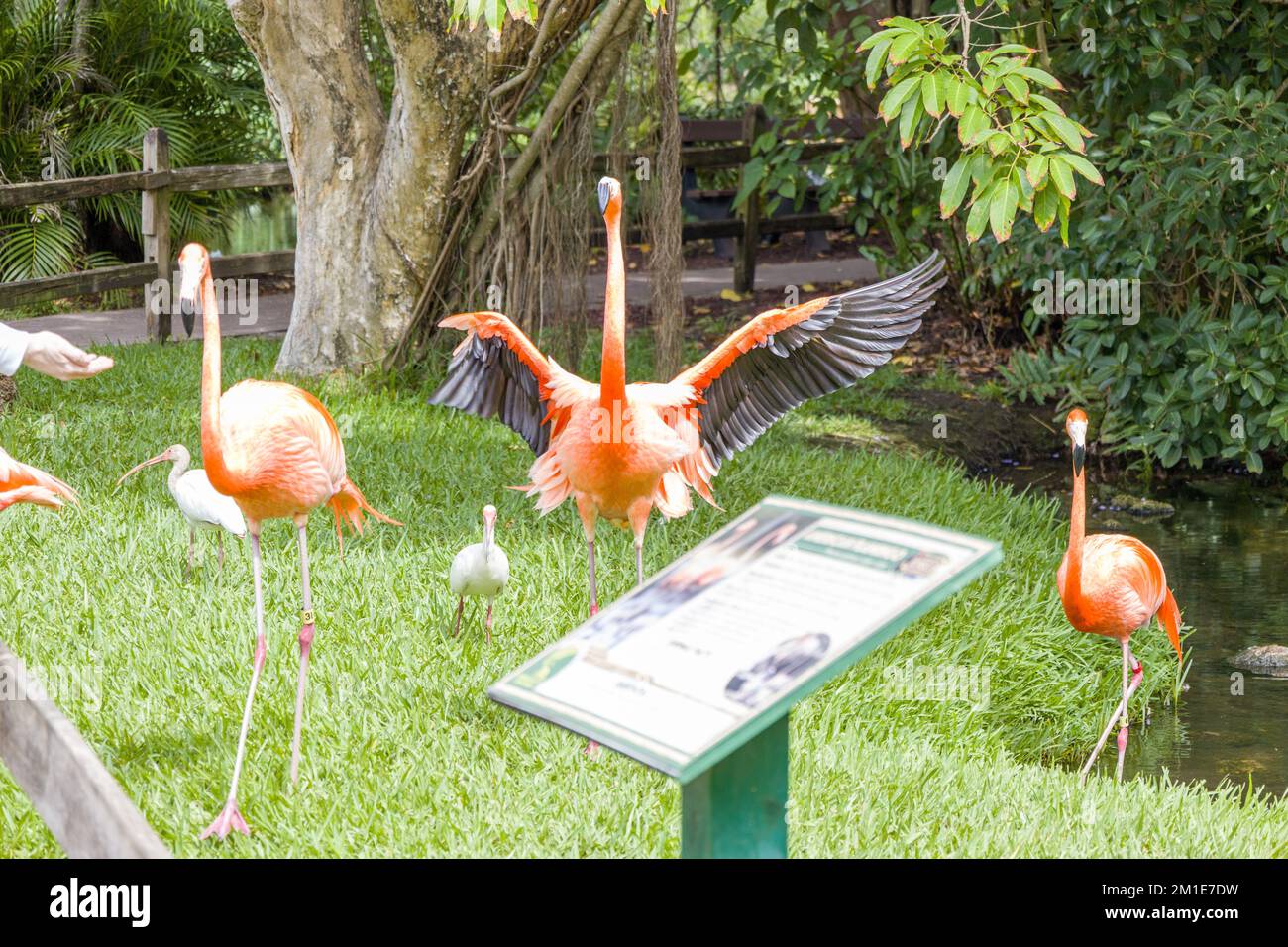 Un primo piano di un gruppo di fenicotteri rossi americani sul prato verde nel parco zoologico Foto Stock