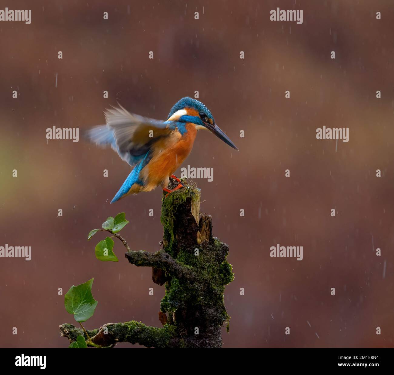 Kingfisher flapping le sue ali sotto la pioggia. QUESTE fotografie MOZZAFIATO mostrano uno splendido Martin pescatore scozzese che si nutre sotto la pioggia il 5th novembre. Poll Foto Stock
