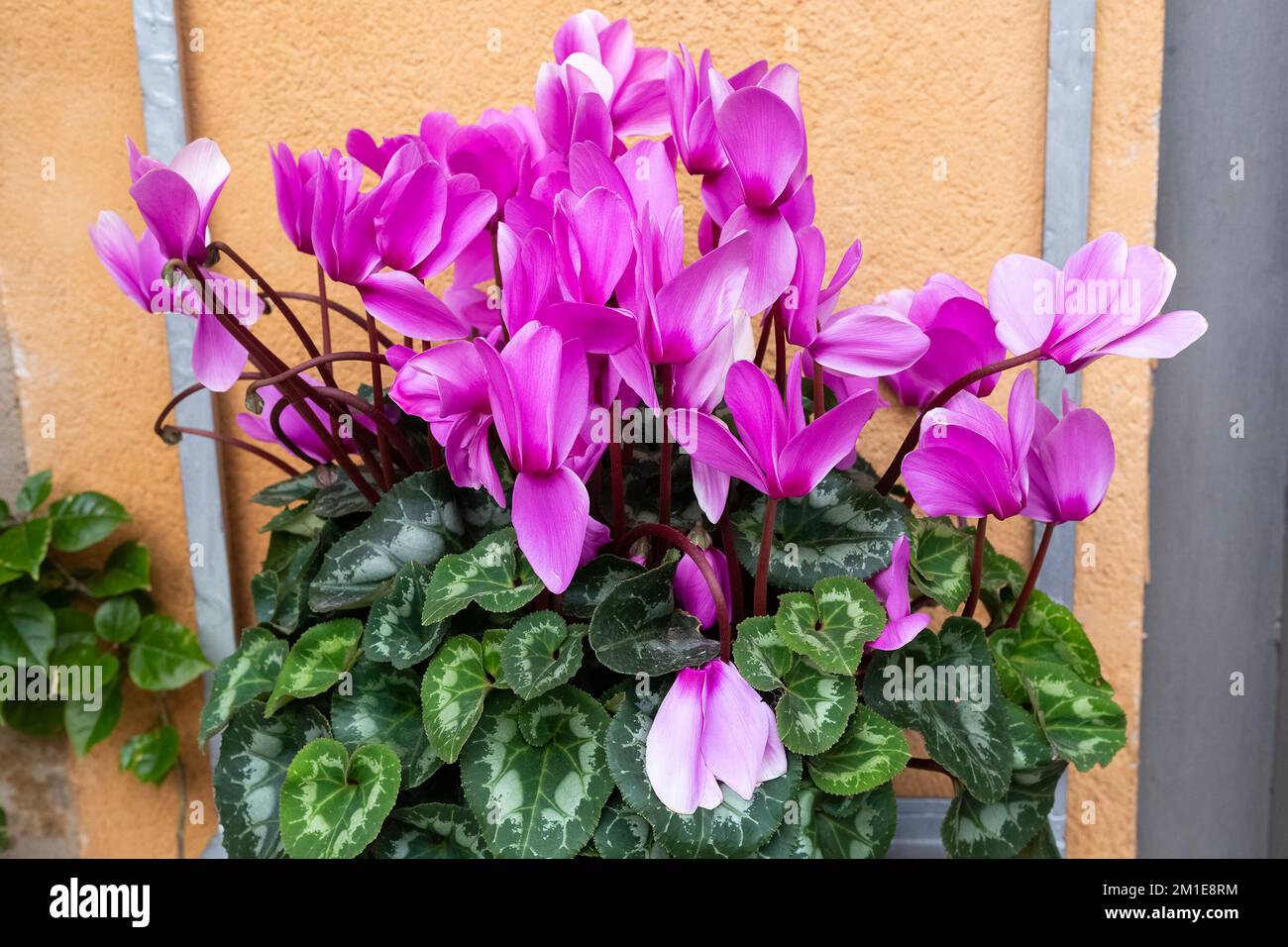 Fiore di ciclamino viola fiorente con foglie verdi che crescono all'aperto. Decorazione floreale. Giardinaggio. Parete arancione dietro. Grande cespuglio fiorito alla luce del giorno Foto Stock