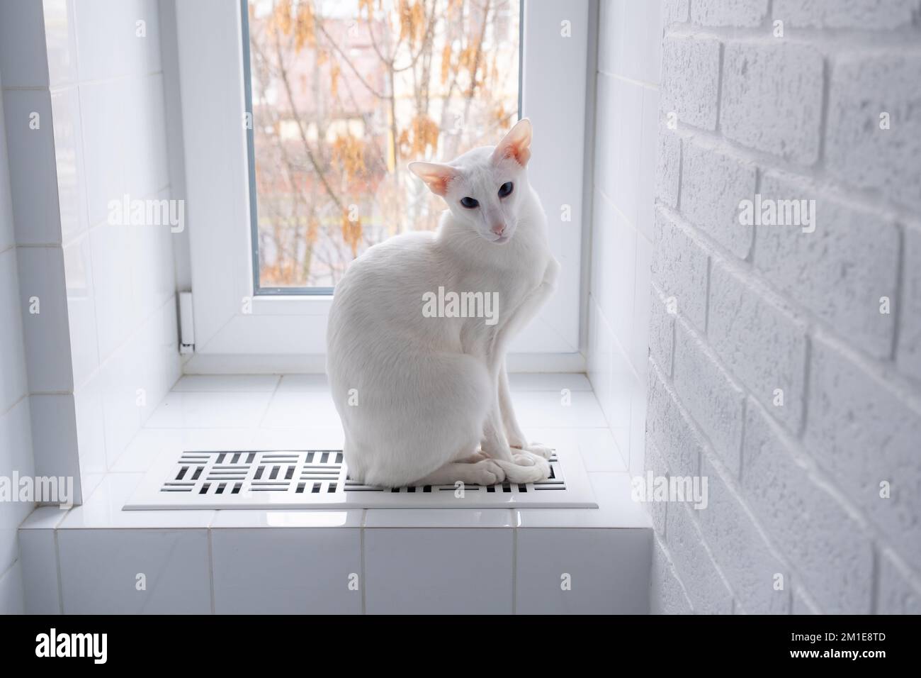 Gatto orientale bianco che si scalda sui radiatori in bagno Foto Stock