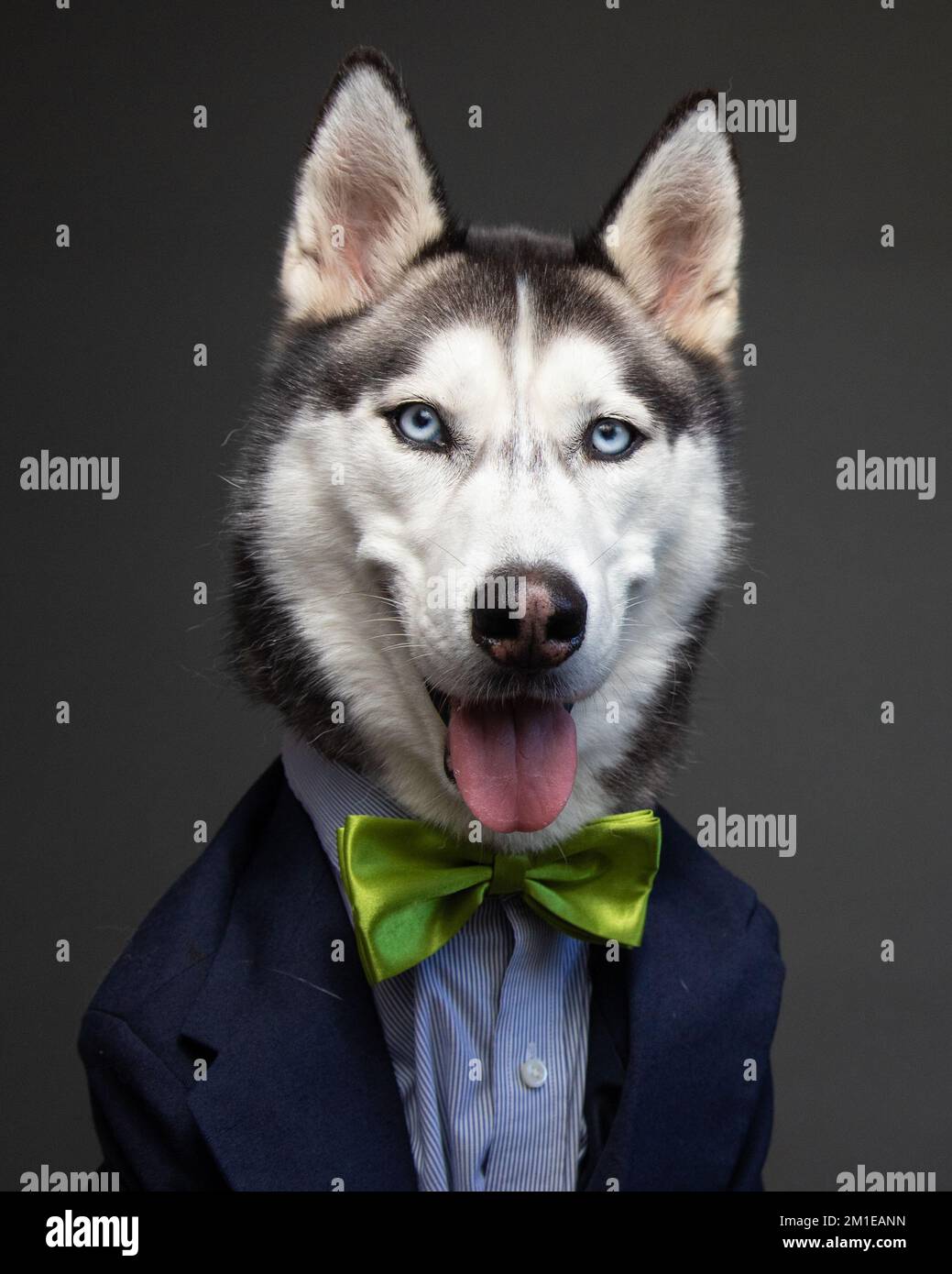Ritratto di un Husky siberiano vestito con un abito elegante Foto Stock