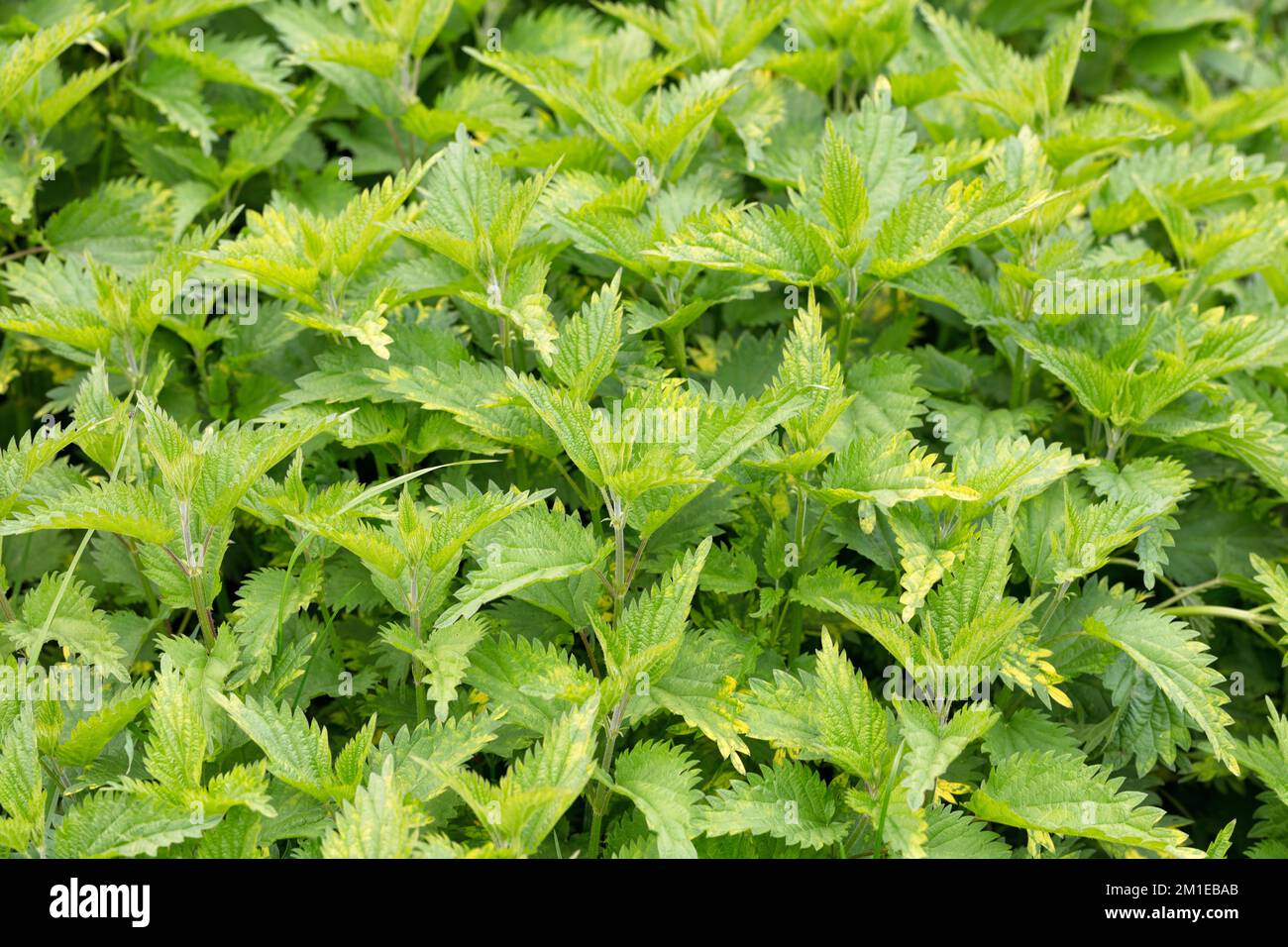 Folti di giovani succose ortiche verdi in una giornata estiva all'aperto, primo piano. Foto Stock