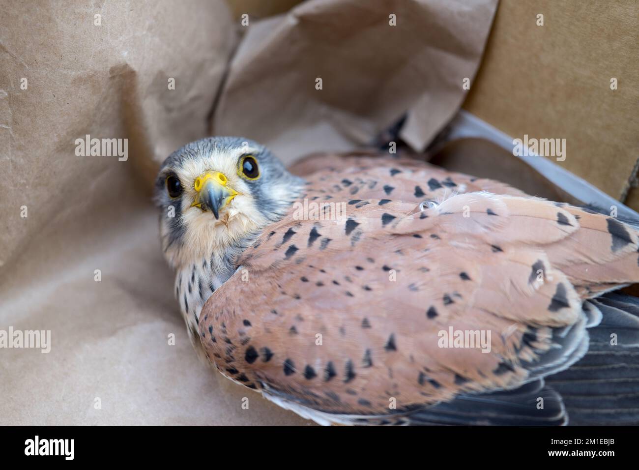 Primo piano di un gheppio ferito in una cassa Foto Stock