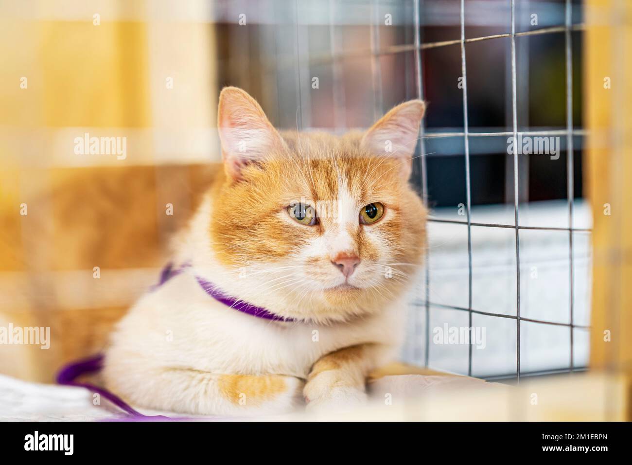 Grande gatto rosso-bianco in gabbia di riparo con triste sguardo in attesa proprietario, per essere adottato. Rifugio per gli animali senza casa, concetto di gentilezza Foto Stock