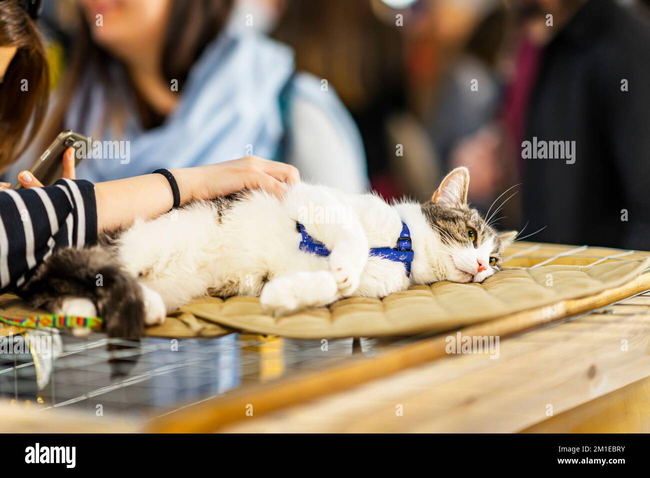 Triste gatto stanco mentendo, in attesa proprietario a casa. Concetto di gentilezza e speranza Foto Stock