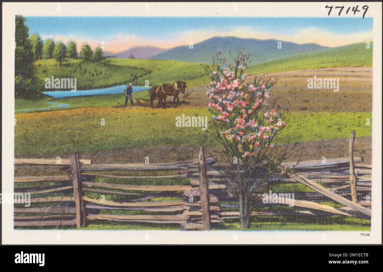 Un cavallo che tira un aratro, montagne sullo sfondo, cavalli, montagne, aratri, Tichnor Brothers Collection, Cartoline degli Stati Uniti Foto Stock