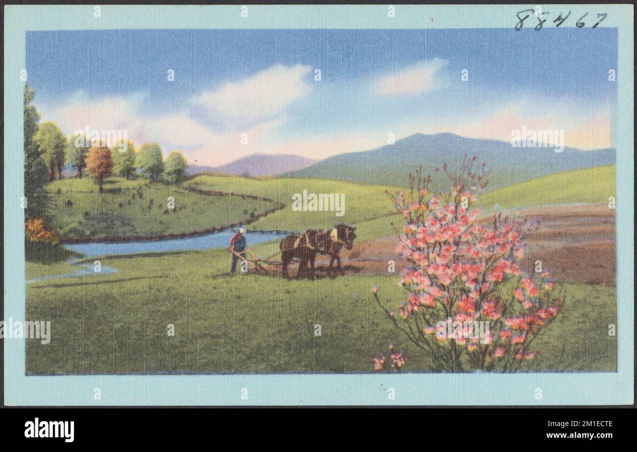 Un cavallo che tira un aratro, montagne sullo sfondo, cavalli, montagne, aratri, Tichnor Brothers Collection, Cartoline degli Stati Uniti Foto Stock