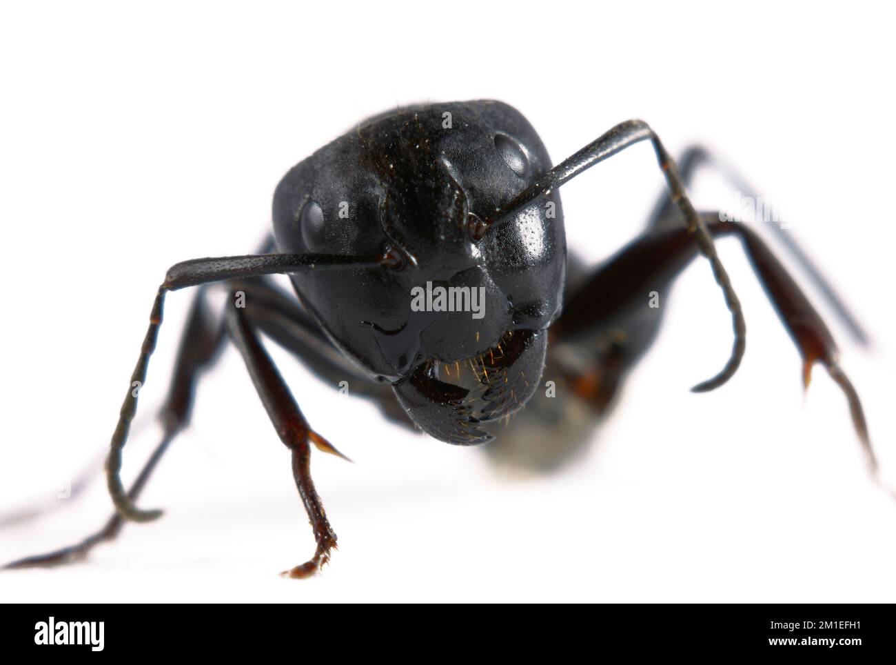 Testa di una formica nera, Camponotus modoc, isolata su un terreno di mare bianco. Foto Stock
