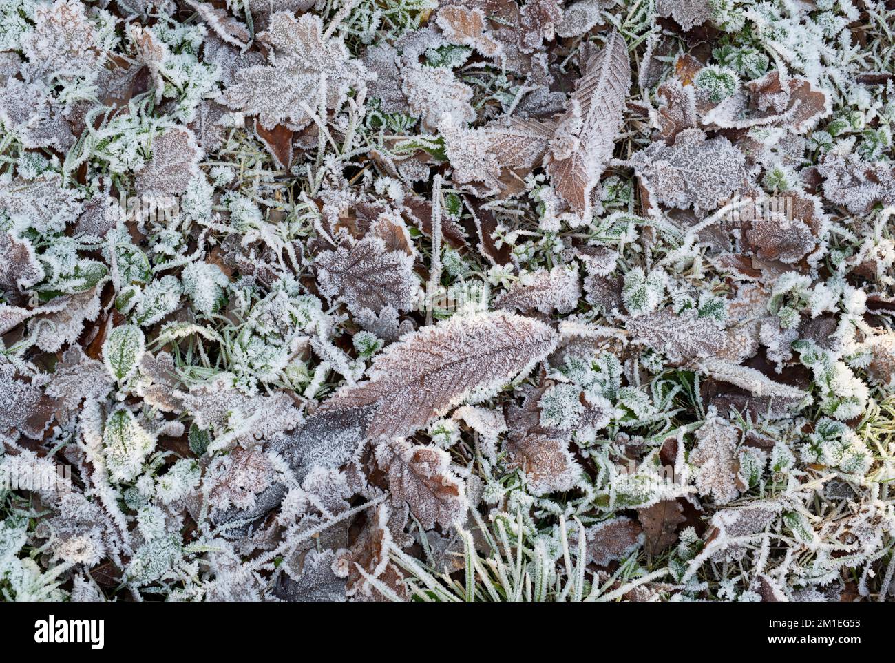 Quercia gelida e foglie di castagno dolci in inverno su un terreno boscoso. REGNO UNITO Foto Stock