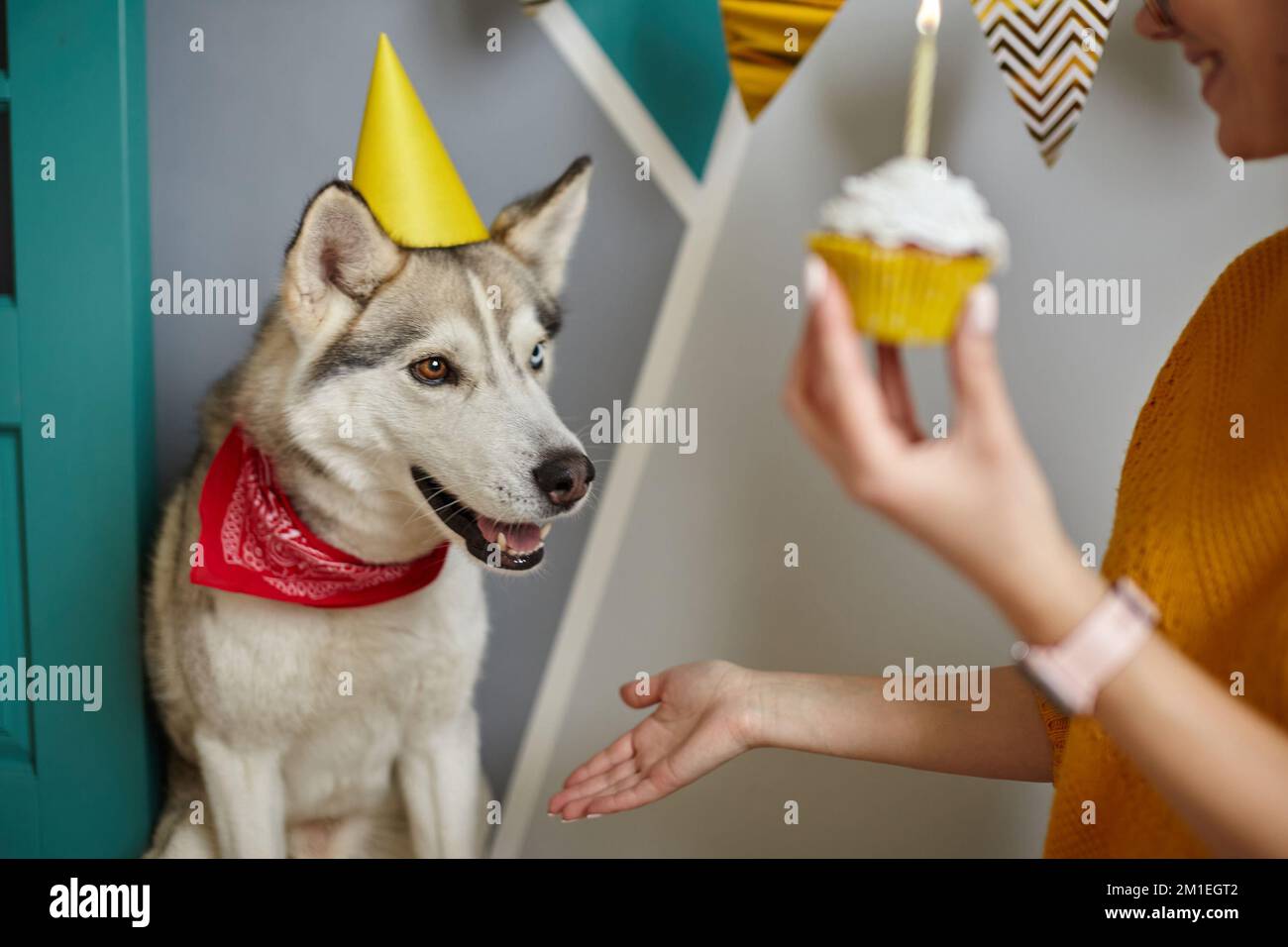 Una donna si congratula con il cane da compagnia per il compleanno, il cane dare zampa Foto Stock