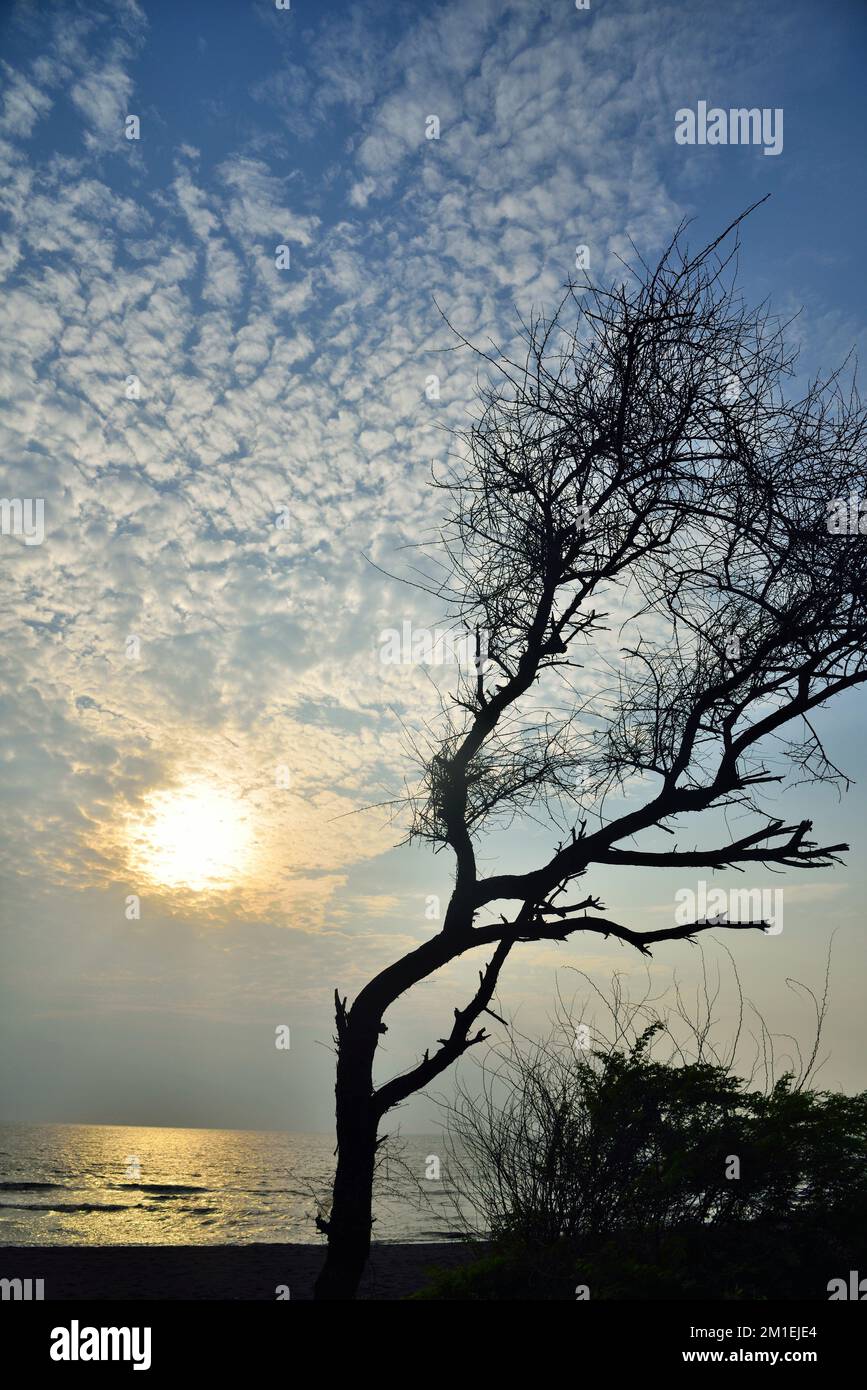 Albero piegato con vento, Bhagal spiaggia, Valsad, Gujarat, India, Asia Foto Stock