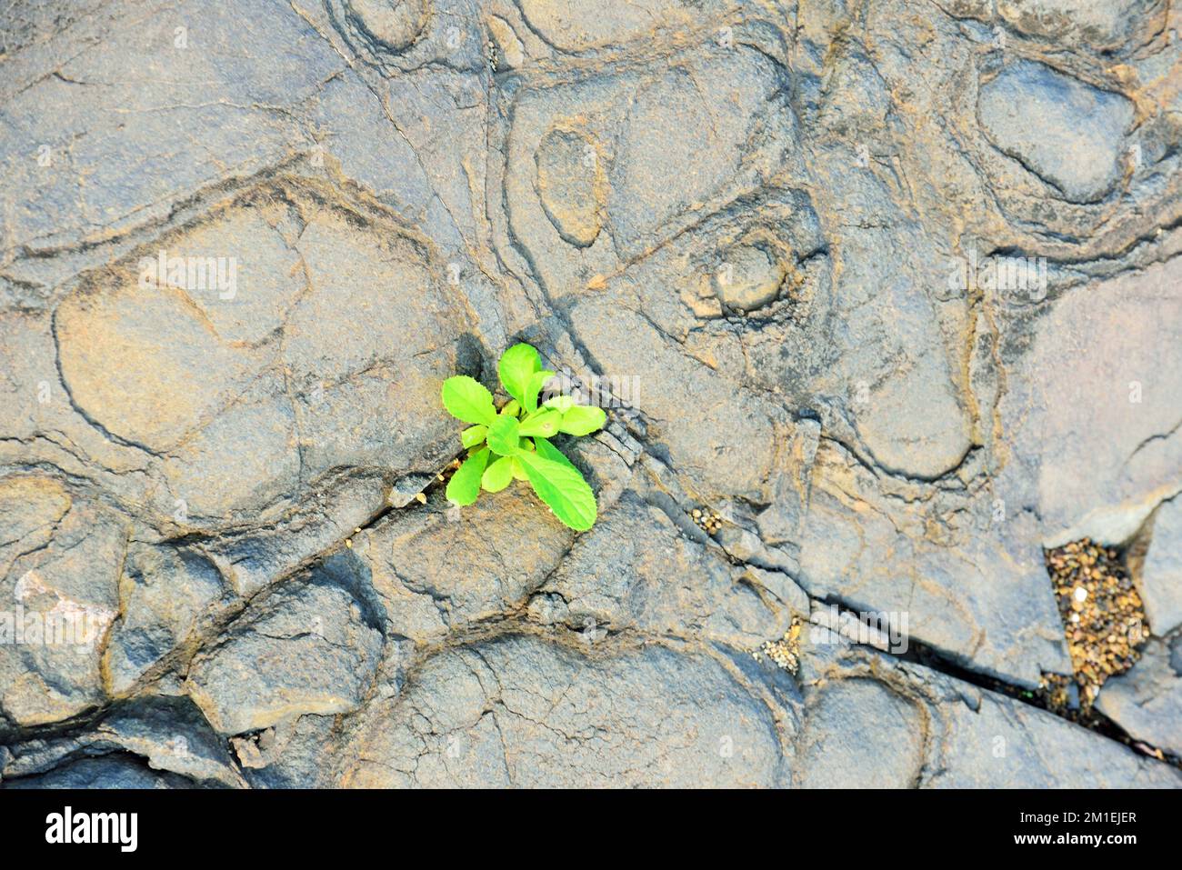 Pianta verde sulla roccia della spiaggia, spiaggia di Ghadoi, Valsad, Gujarat, India, Asia Foto Stock