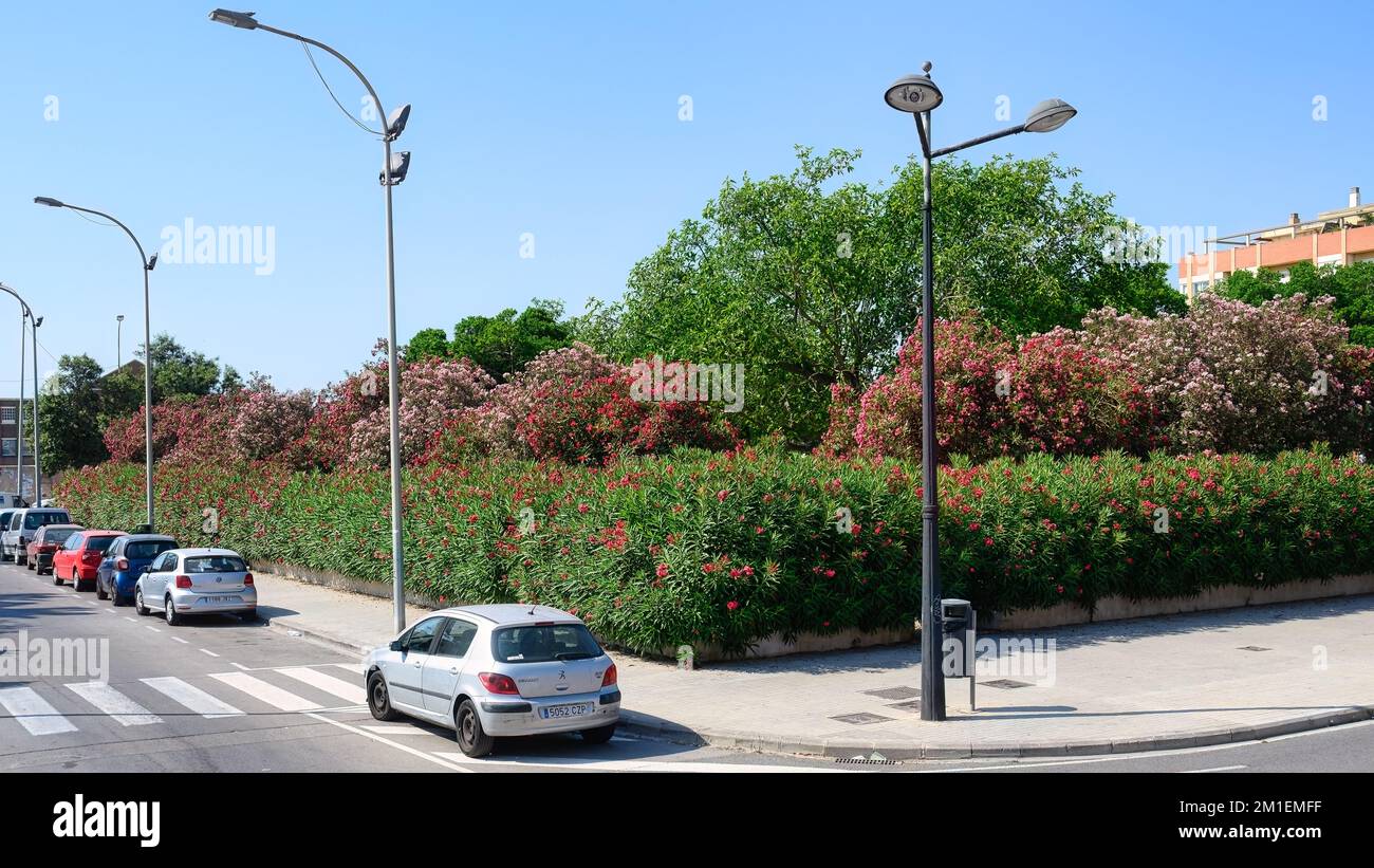 Una recinzione fatta di piante fiorite, Valencia, Spagna Foto Stock