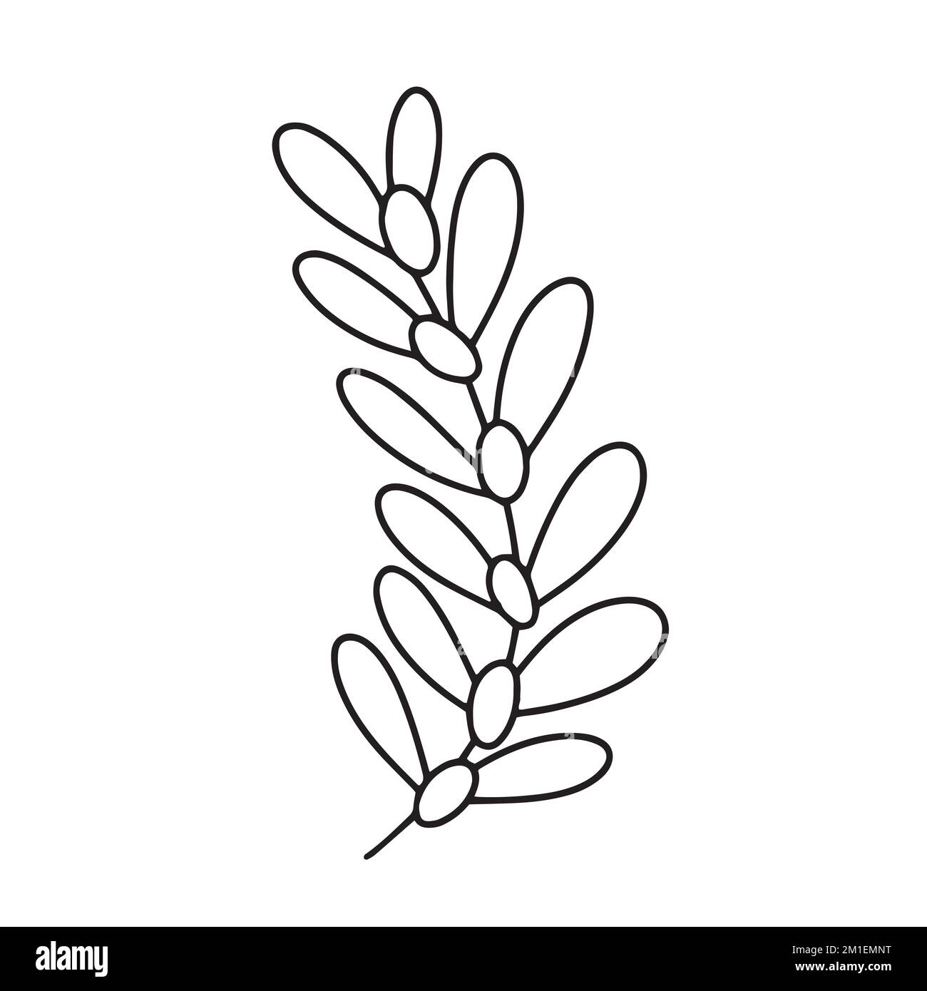 Ramo di oliva vettoriale disegnato a mano isolato Illustrazione Vettoriale