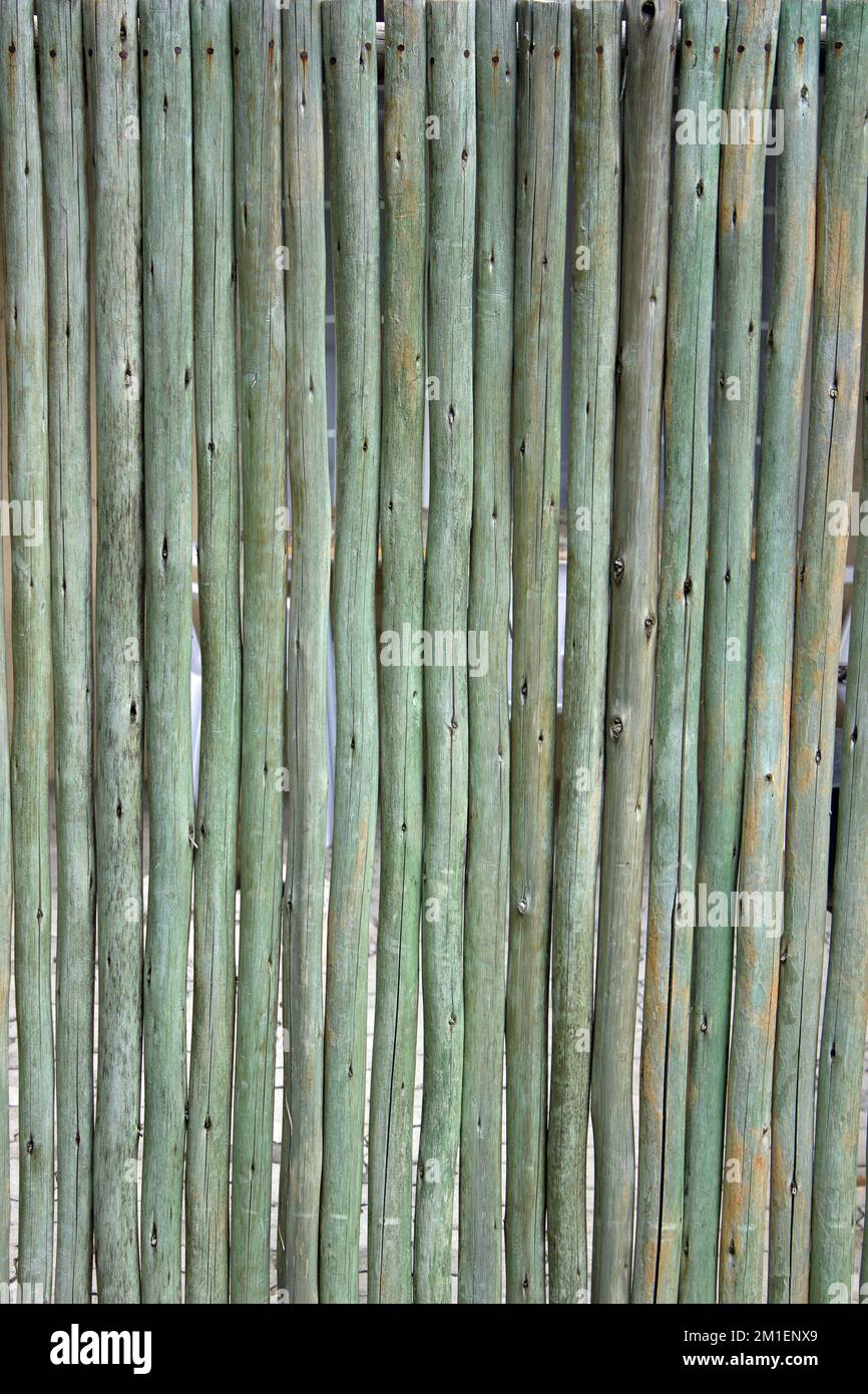 Piccoli pali di legno verde trattati in piedi verticali per formare una parete o una parete divisoria Foto Stock