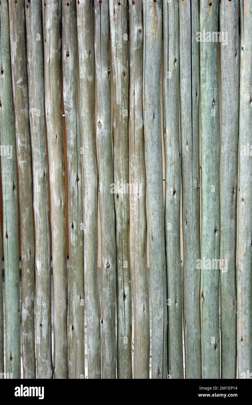 I bastoncini di legno, pali o log per la costruzione di un campo militare  romano Foto stock - Alamy