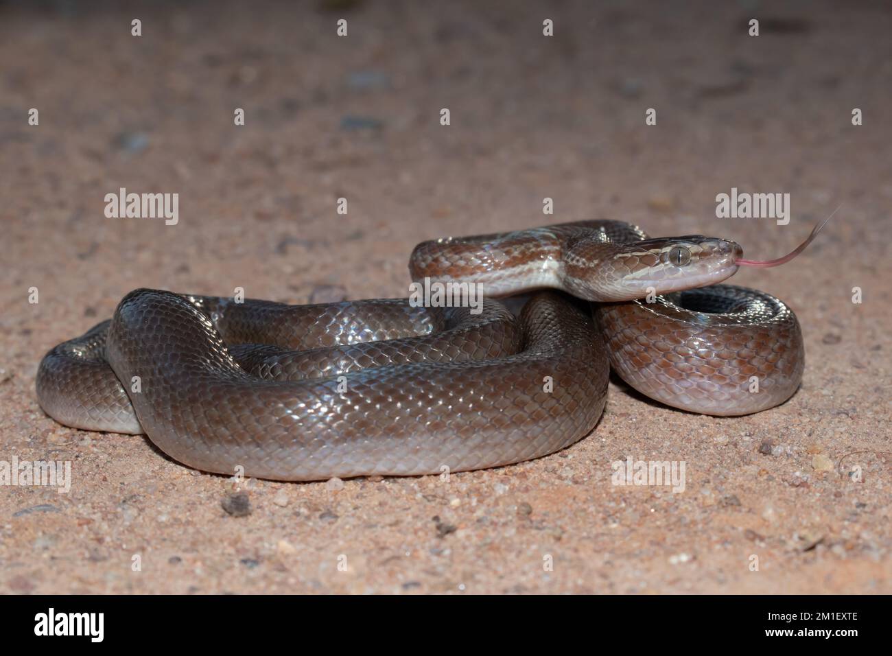 Il serpente di casa marrone (Boaedon capensis) che flicking della lingua Foto Stock