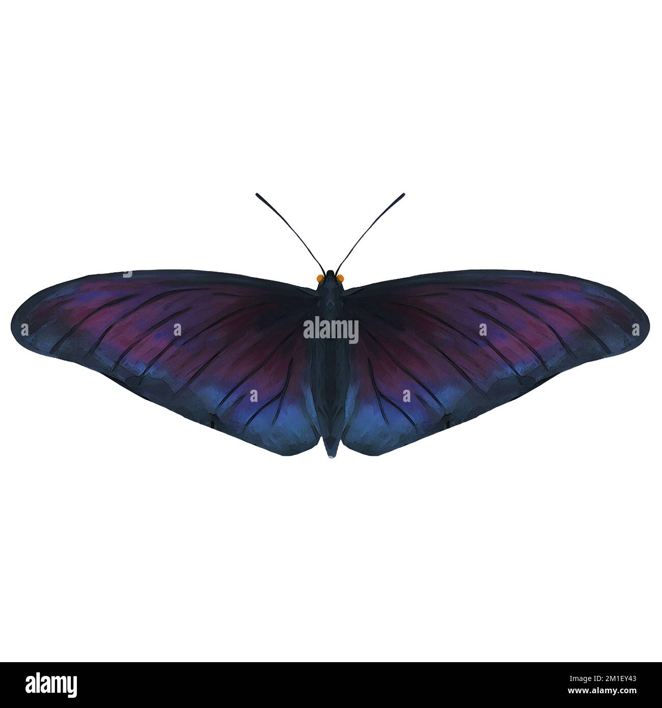 Midnight Moth Insect Variation 2 Digital Art by Winters860 isolato, sfondo Foto Stock