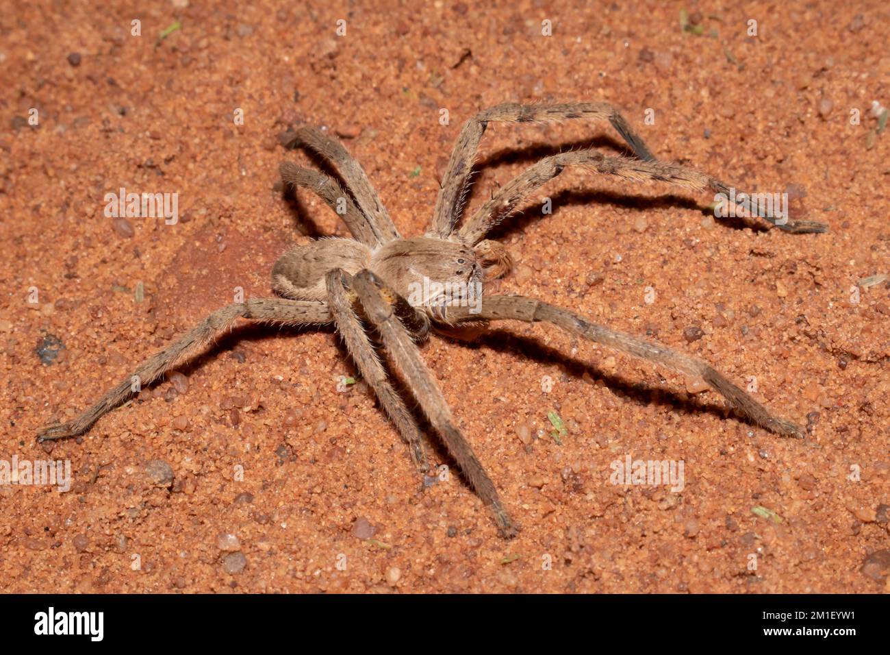 Grande ragno piovoso comune (Palystes superciliosus) in natura Foto Stock