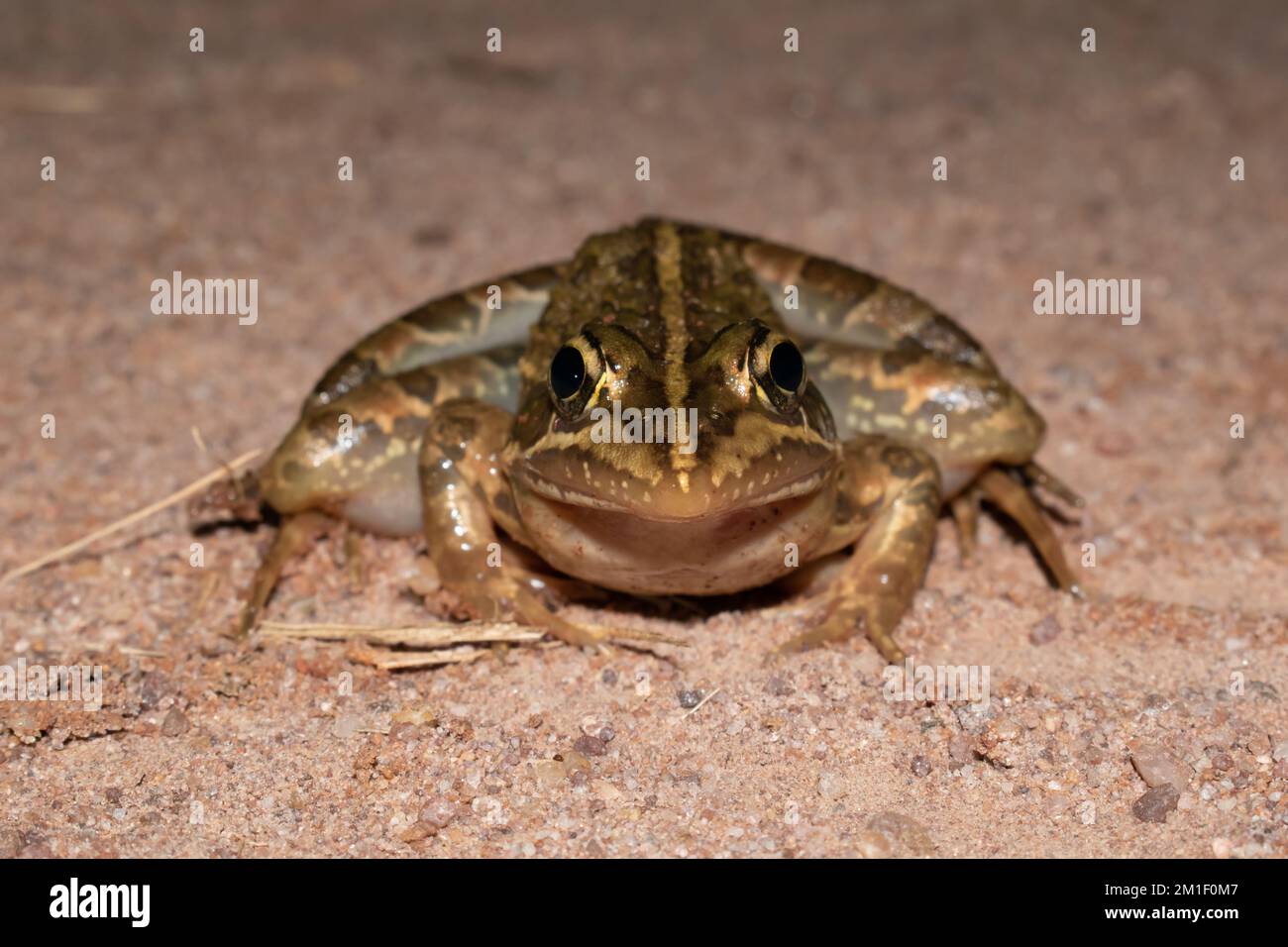 Fotografia frontale di una bella rana del fiume comune (Amietia angolensis) Foto Stock