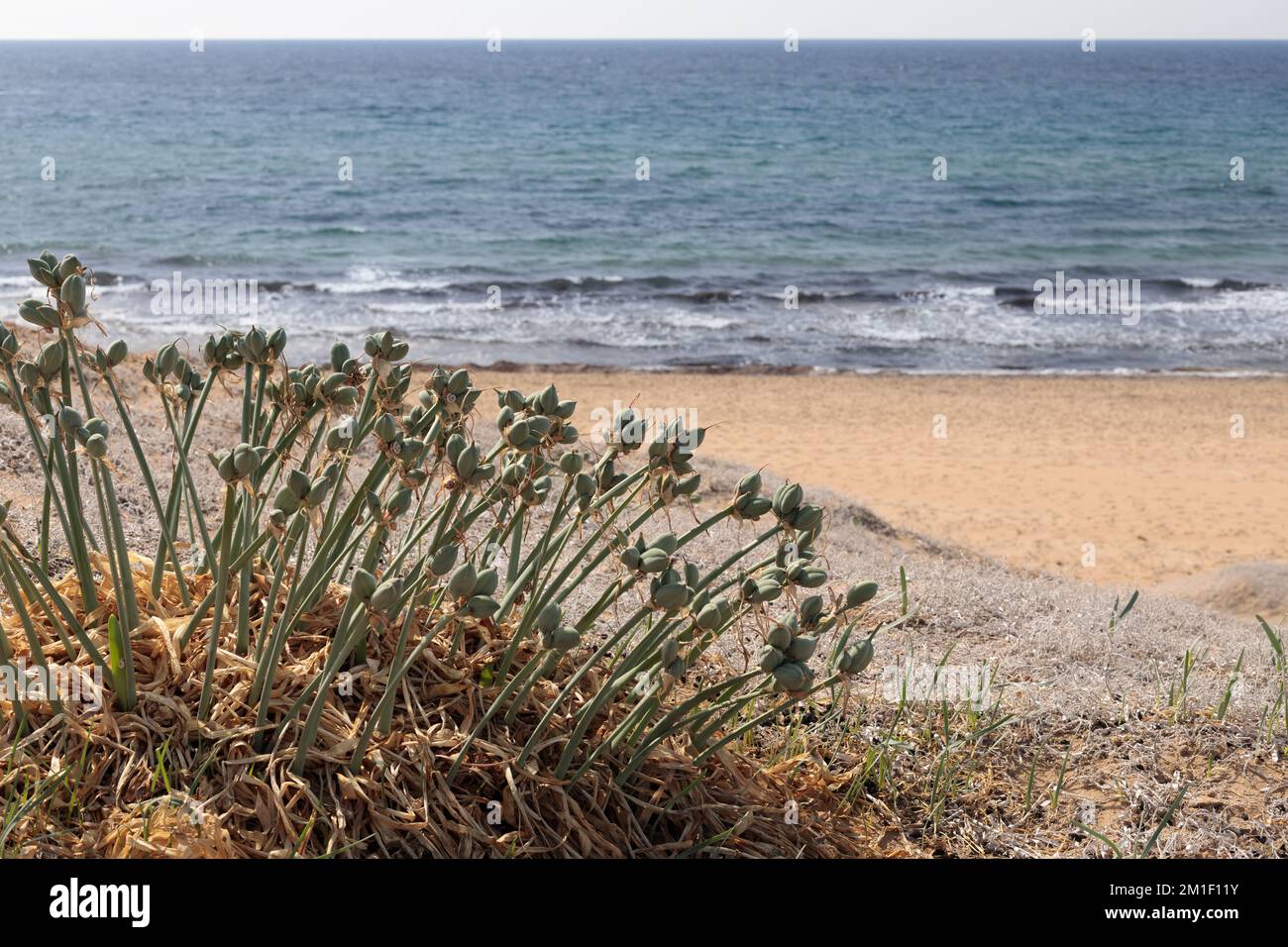Germogli di fiori di Pancratium maritimum, narcisi di mare cresce sulle sabbie costiere. Foto Stock