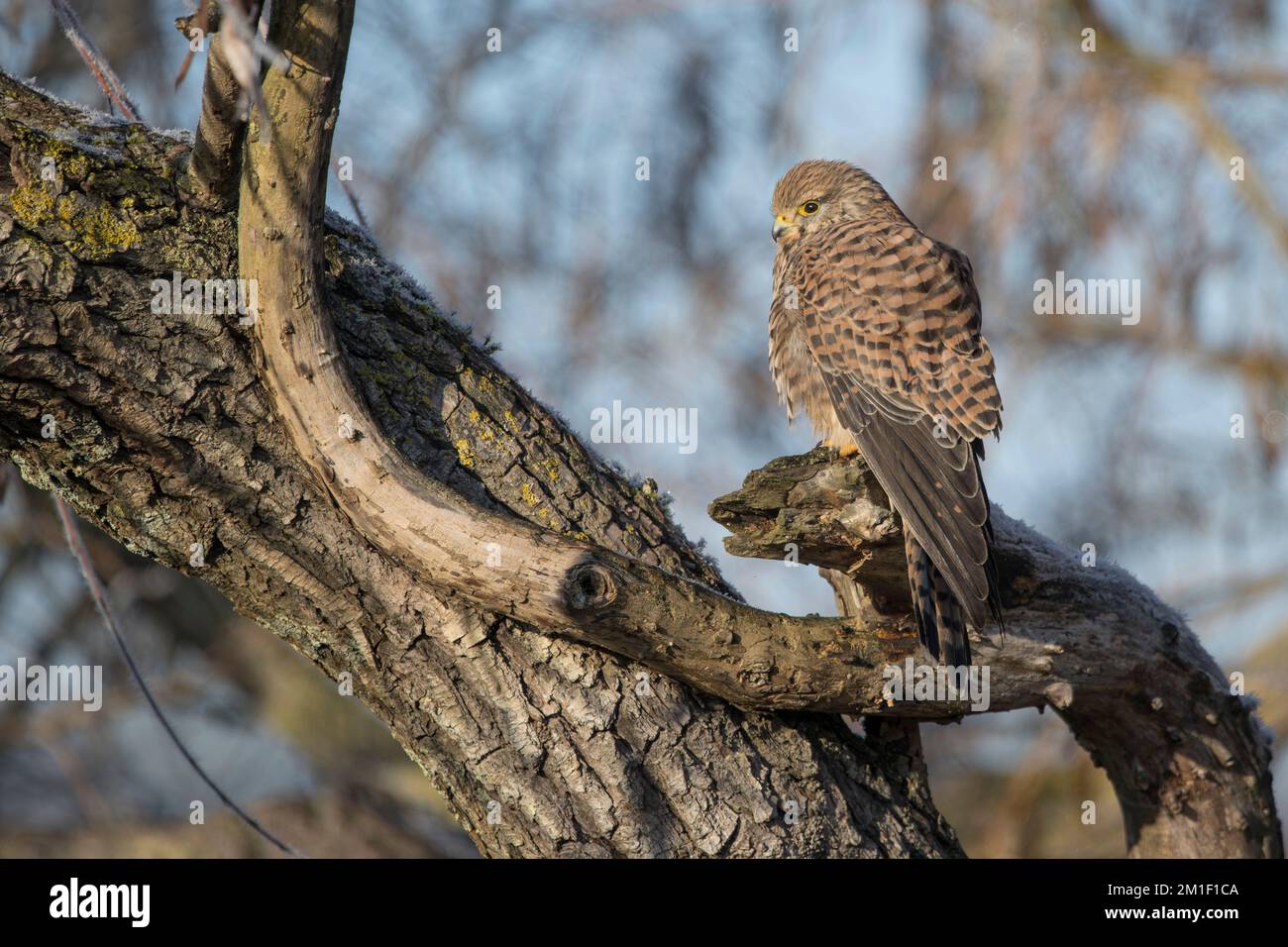 Comune femmina Kestrel seduta su vecchio albero morto Foto Stock