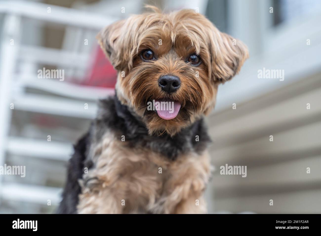 Buon cane del piccolo Yorkshire Terrier con la lingua verso l'esterno guarda la macchina fotografica Foto Stock