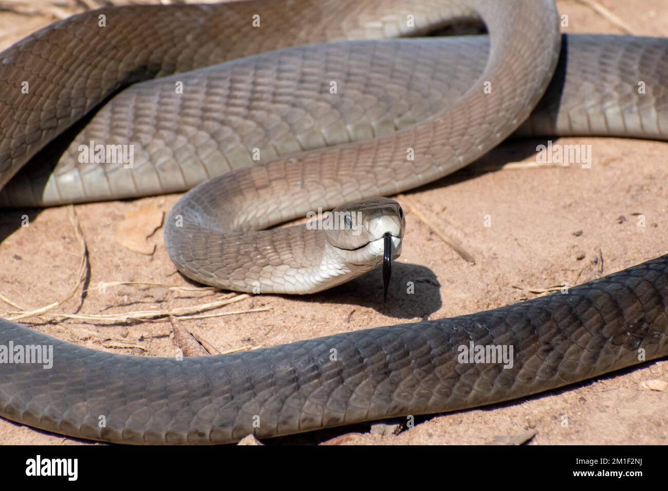 mamba nero (Dendroaspis polylepis) lingua che si flicking Foto Stock