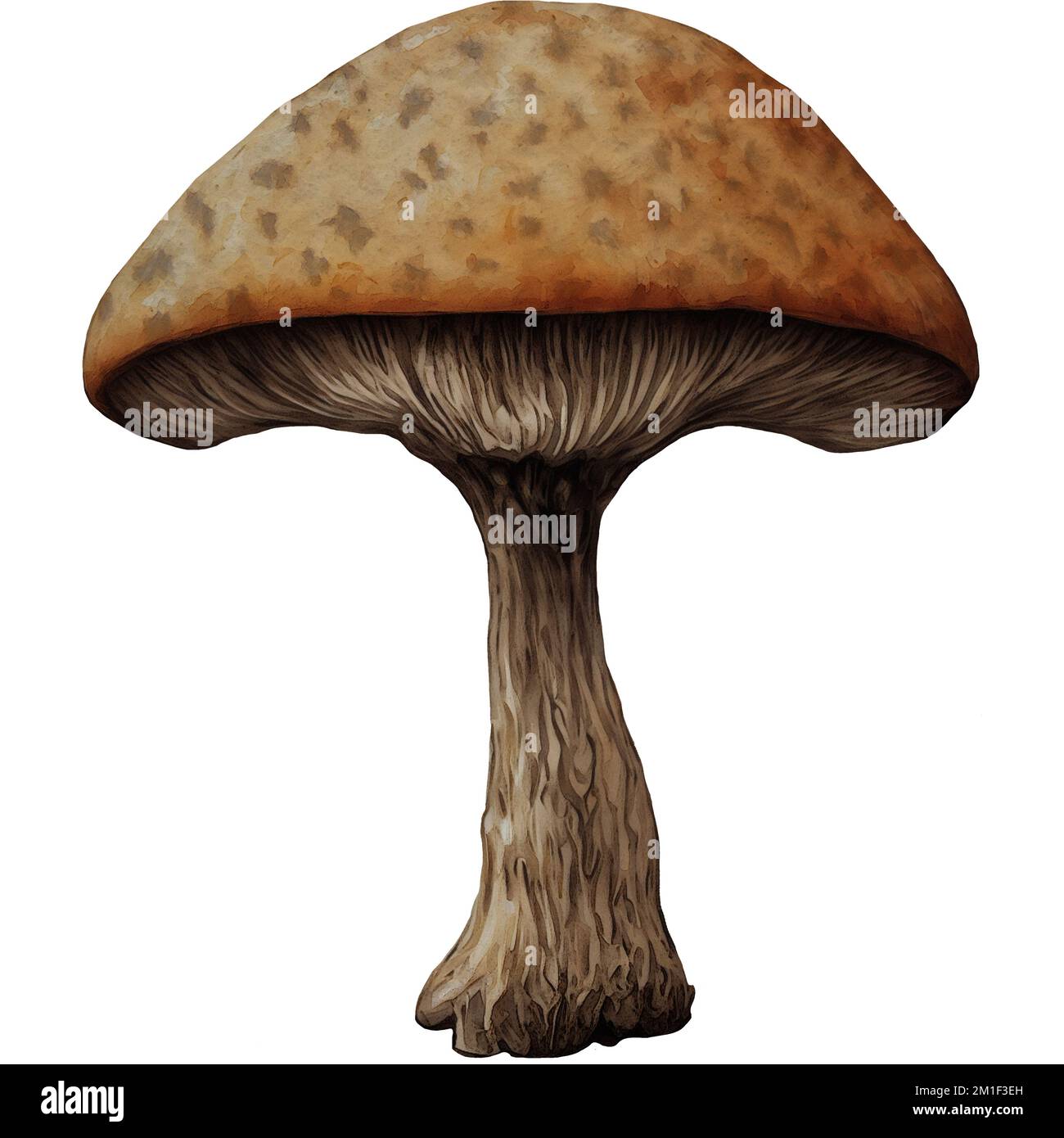 Raro fungo Fungus sfondo isolato Arte digitale da Winters860 Foto Stock