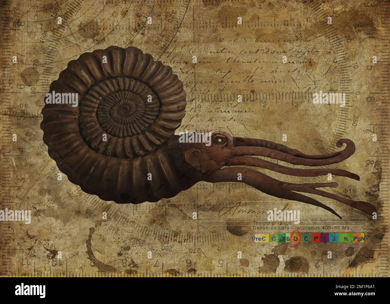 Ammonoidea, Ammonites Art Study Old Textured Paper Vintage Geometrical Poster Foto Stock