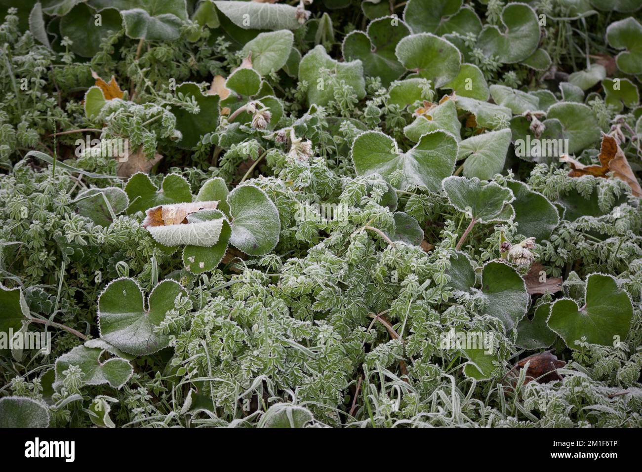 Piante coperto di brina Foto Stock