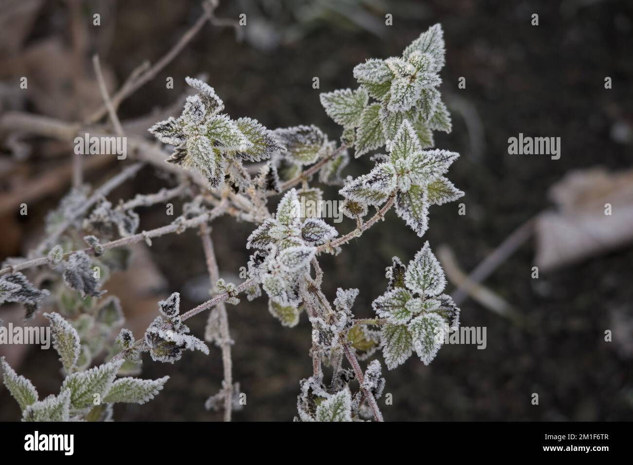 Piante coperto di brina Foto Stock