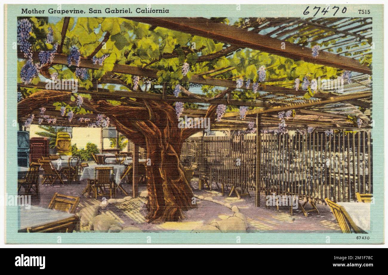 Madre Grapevine, San Gabriel, California, Tichnor Brothers Collection, cartoline degli Stati Uniti Foto Stock