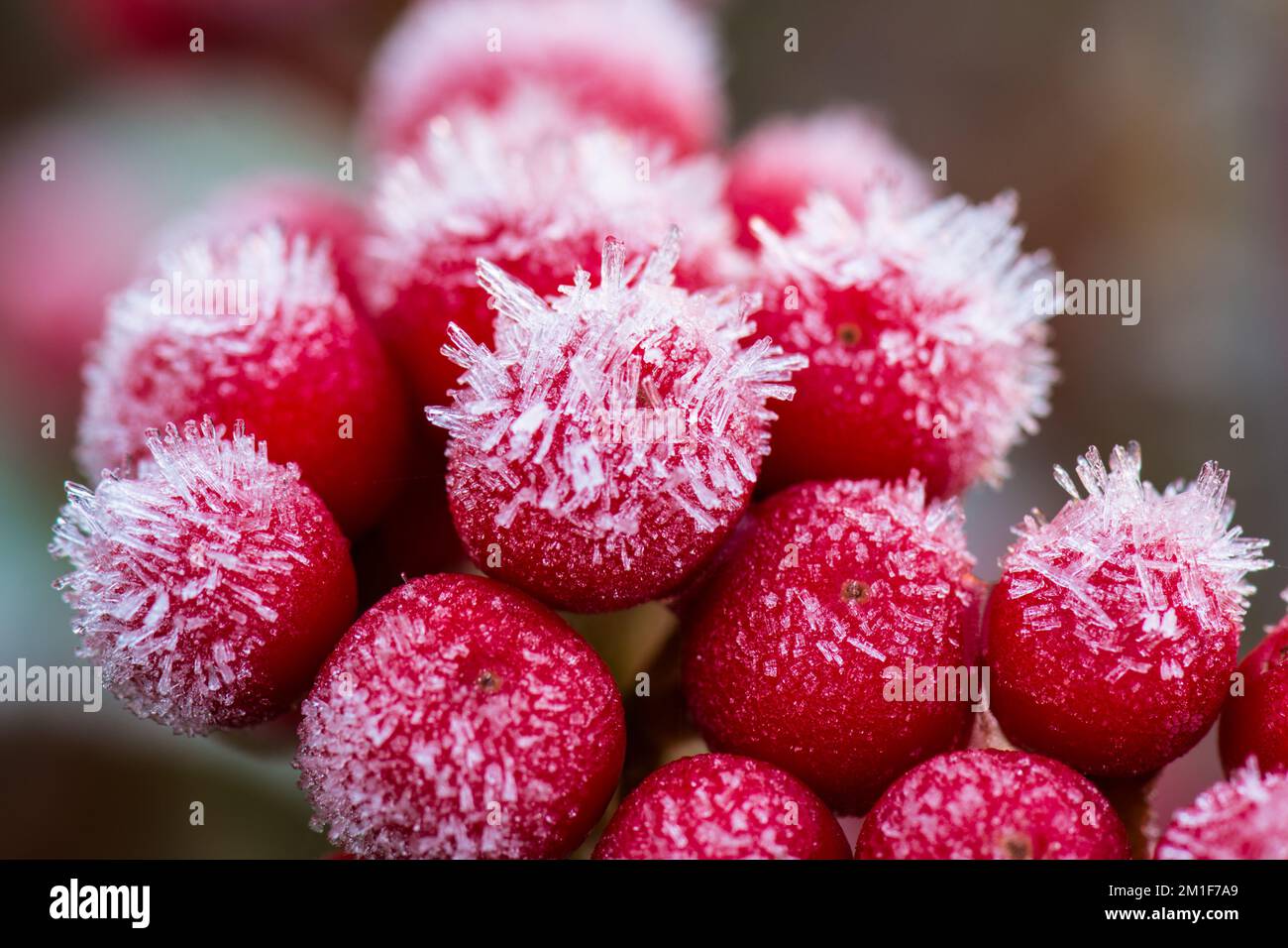 Primo piano di bacche rosse di una japonica Skimmia ricoperta dai cristalli di ghiaccio di una brina di cinghiale in un giardino invernale britannico. Foto Stock