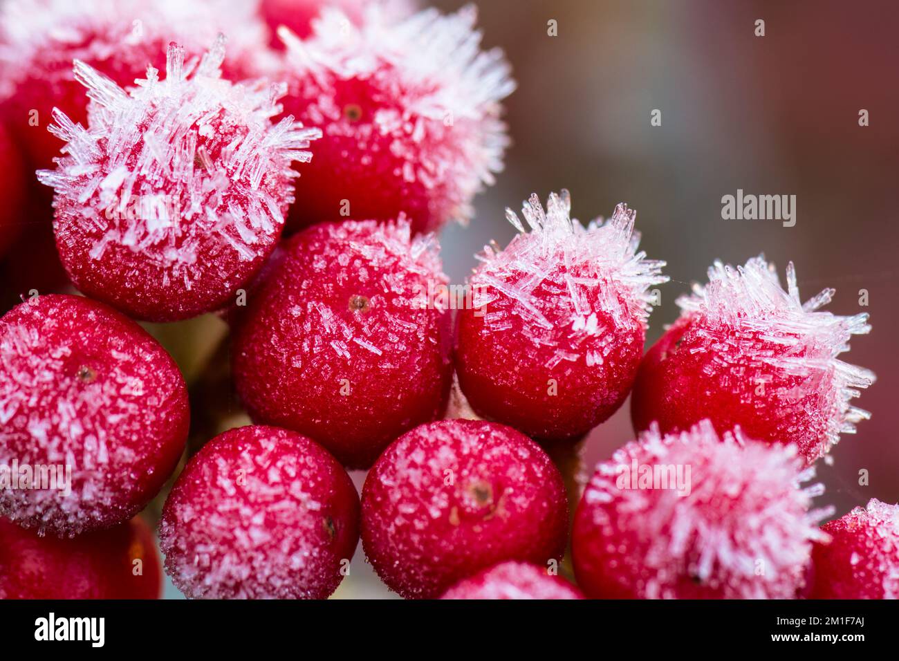 Primo piano di bacche rosse di una japonica Skimmia ricoperta dai cristalli di ghiaccio di una brina di cinghiale in un giardino invernale britannico. Foto Stock
