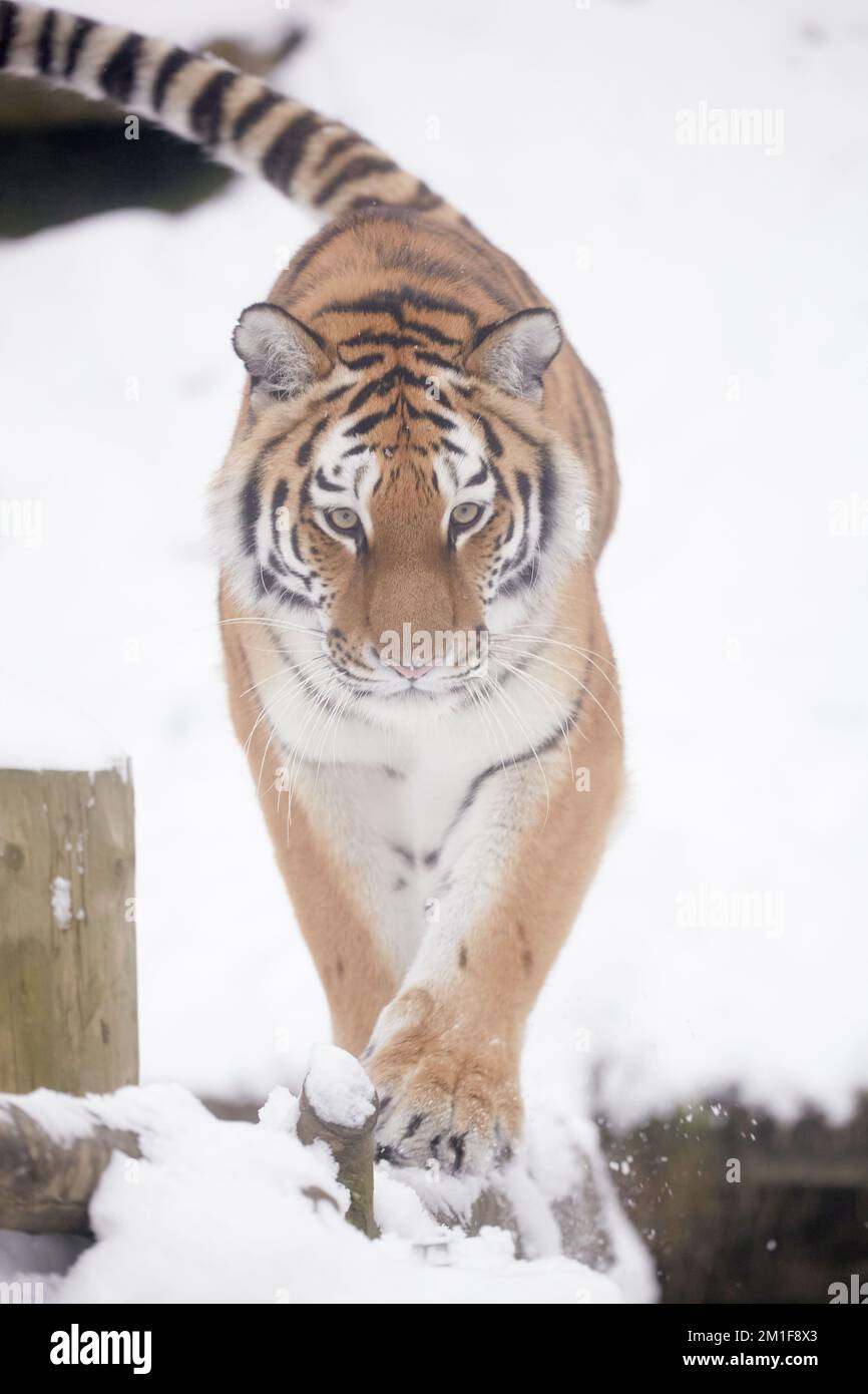 Camminando un tightrope nevoso. Una tigre di Amur cammina su un ceppo durante un fine settimana nevoso a Dudley Zoological Gardens, England.Dudley Zoo, UK: IMMAGINI GIOCOSE sh Foto Stock