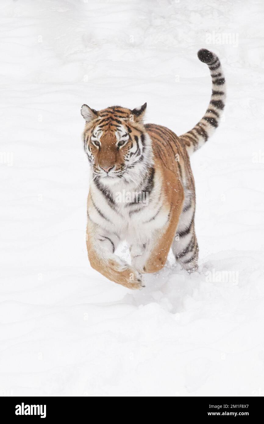 Correre nella neve. Una tigre di Amur posa durante un fine settimana nevoso a Dudley Zoological Gardens, England.Dudley Zoo, UK: IMMAGINI GIOCOSE mostrano una calza tigre Foto Stock