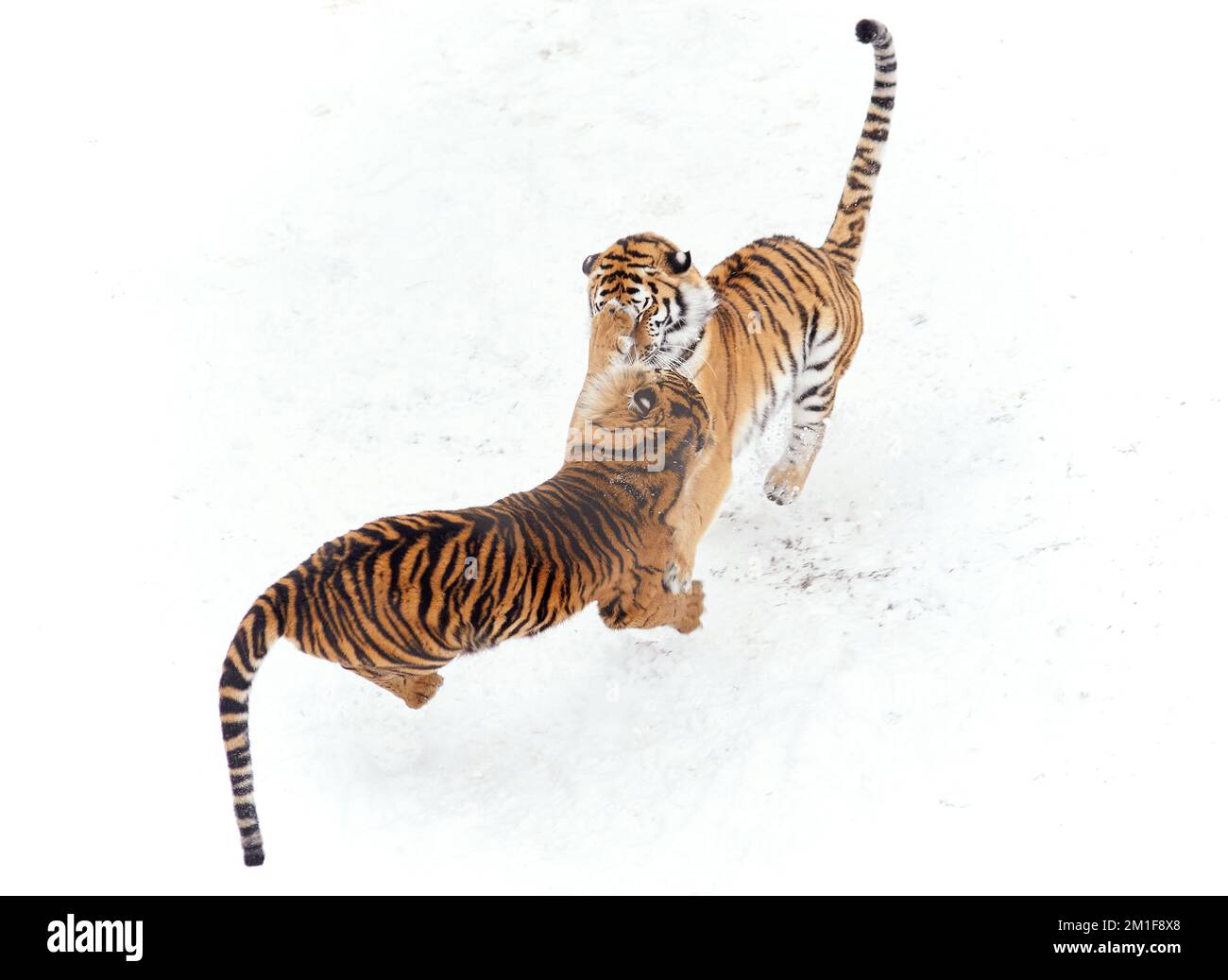 Lotta contro la neve. Sumatran e Amur Tigers giocano durante un fine settimana innevato a Dudley Zoological Gardens, England.Dudley Zoo, UK: IMMAGINI GIOCOSE s Foto Stock