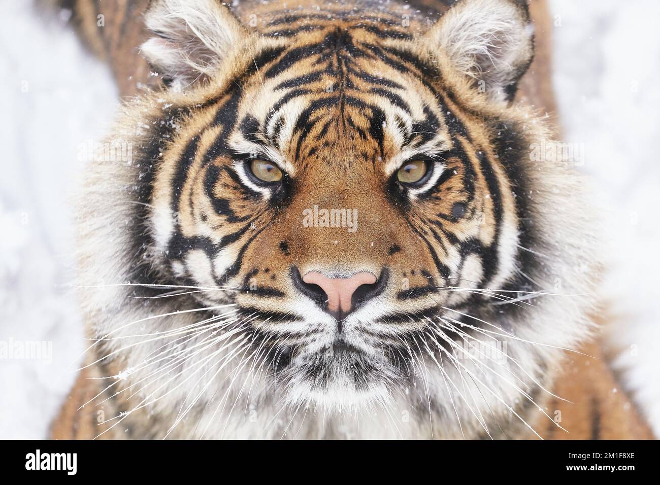 Guardando il fotografo. Una Tigre di Sumatran posa durante un fine settimana nevoso a Dudley Zoological Gardens, England.Dudley Zoo, UK: IMMAGINI GIOCOSE mostra A. Foto Stock