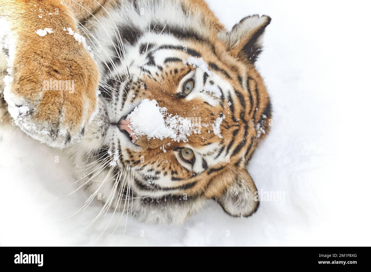 Naso nevoso. Un Tiger Amur posa durante un fine settimana nevoso a Dudley Zoological Gardens, England.Dudley Zoo, UK: Immagini GIOCOSE mostrano una tigre calzare la sua p Foto Stock