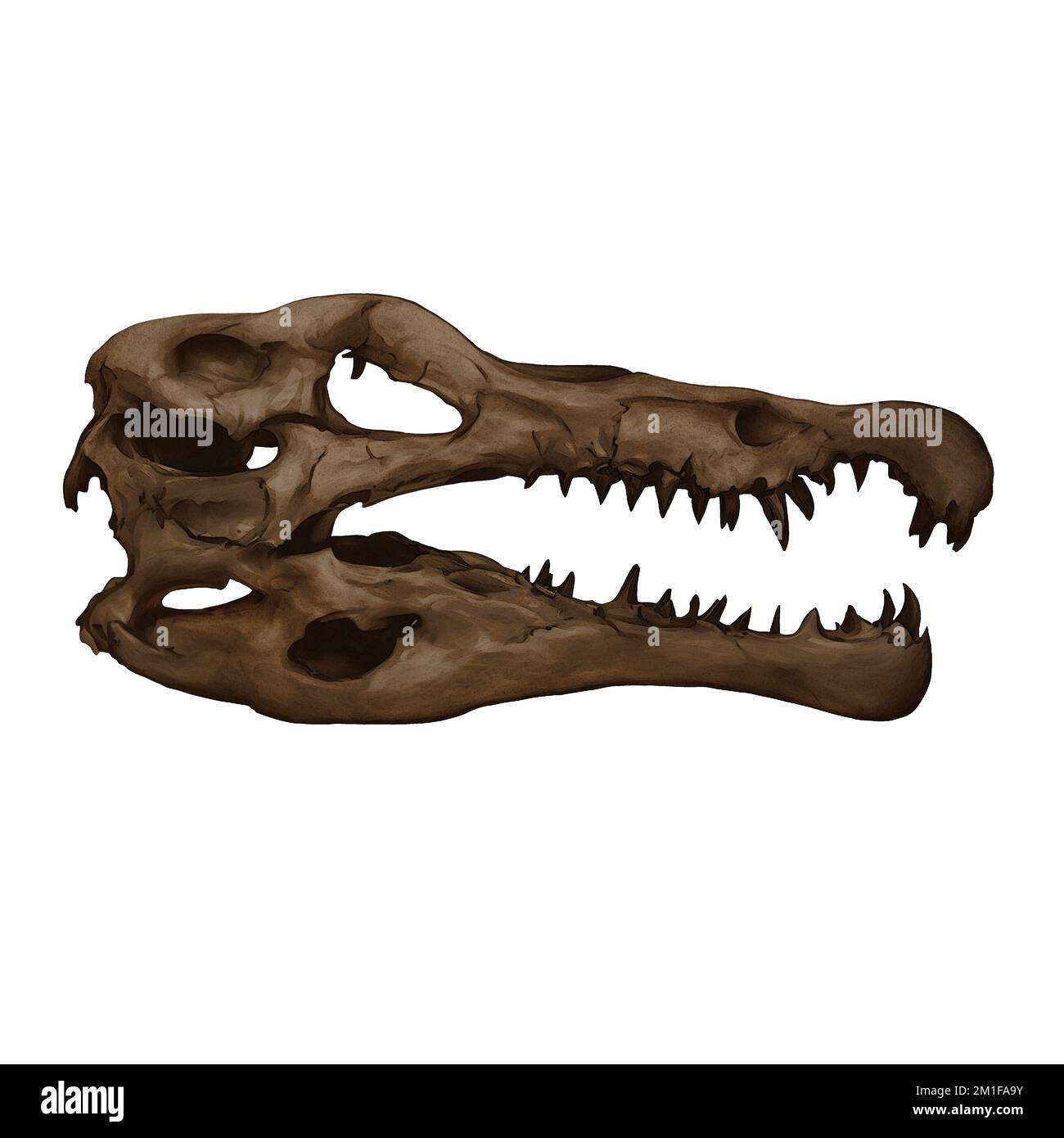 Spinosaurus Dinosaur cranio Arte digitale di Winters860 isolato, sfondo Foto Stock