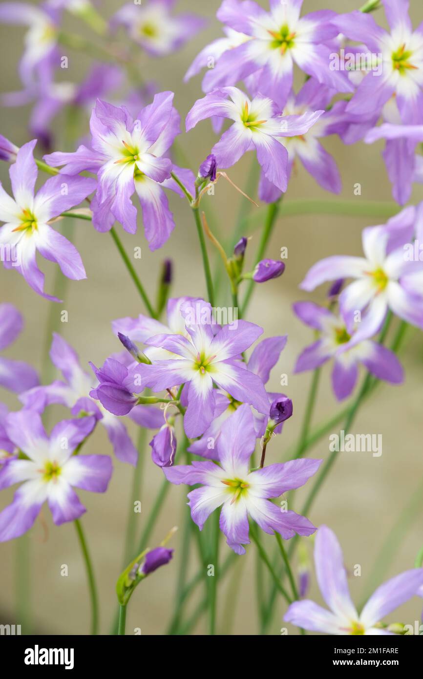 Leucocoryne coquimbensis, fiori di mauve pallidi che sbiadiscono al bianco con gole gialle Foto Stock