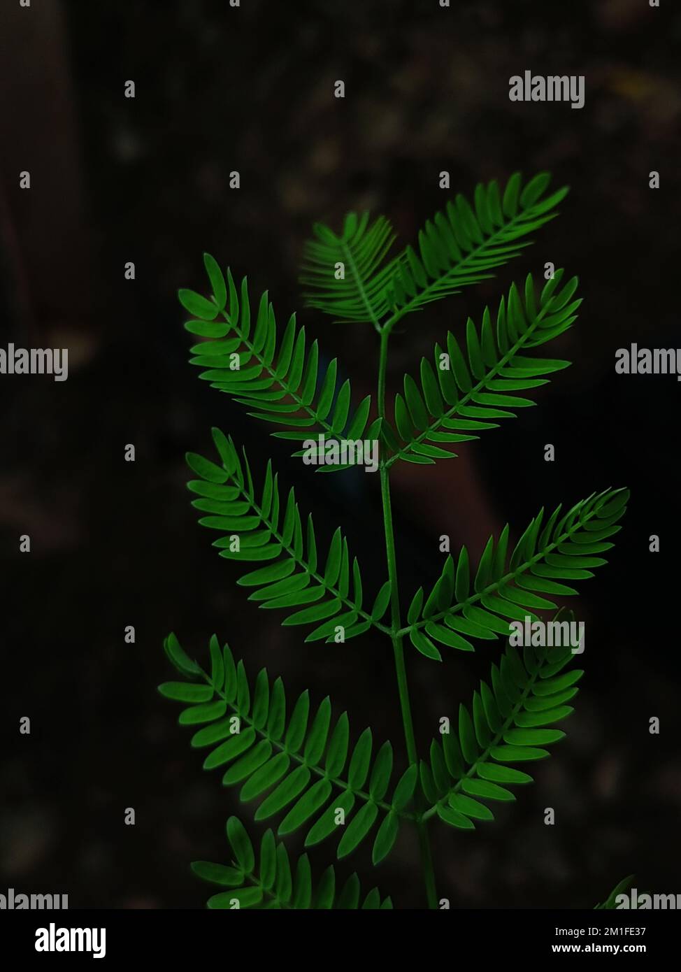 Un colpo verticale di Mimosa pudica lascia su uno sfondo scuro Foto Stock