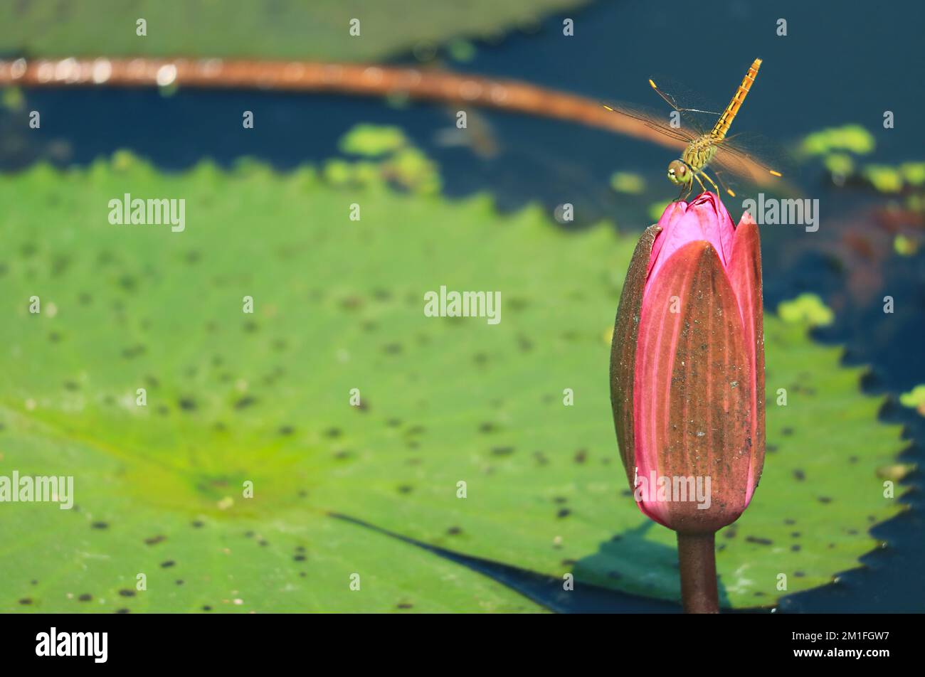 Primo piano di una libellula che riposa sulla cima di un fiore rosa di loto Bud Foto Stock