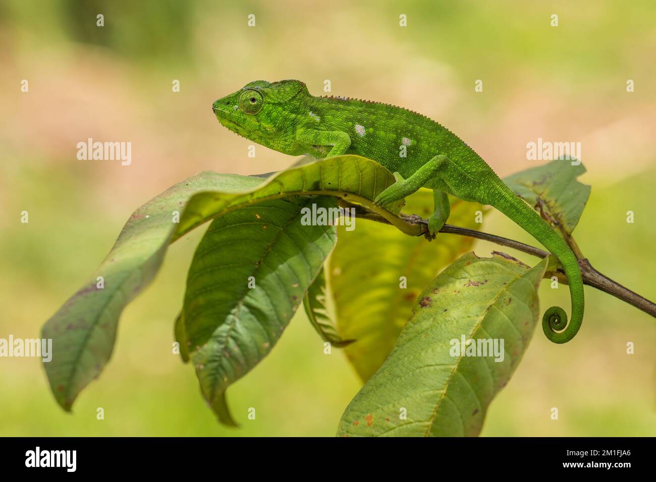 Chameleon di Oustalet - Furcifer oustaleti, camaleonte colorato, endemico malgascio, foresta di Kirindi, Madagascar. Foto Stock