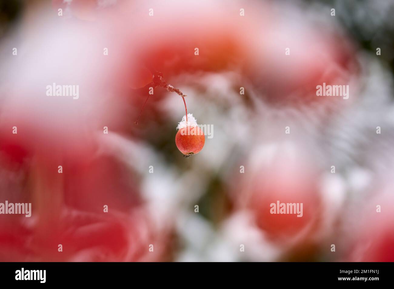 ipe mele coperte di neve rossa su un melo ornamentale nei primi mesi dell'inverno Foto Stock