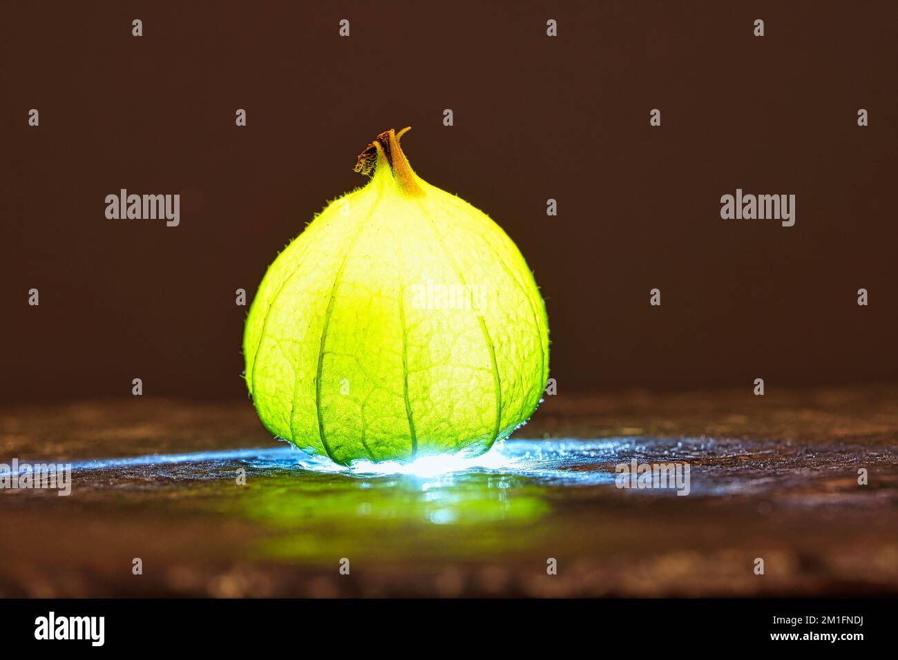 physalis su terra bagnata nera. Frutta illuminata. Frutta ricca di vitamina C. Strutture mostrate in dettaglio. Cibo foto Foto Stock